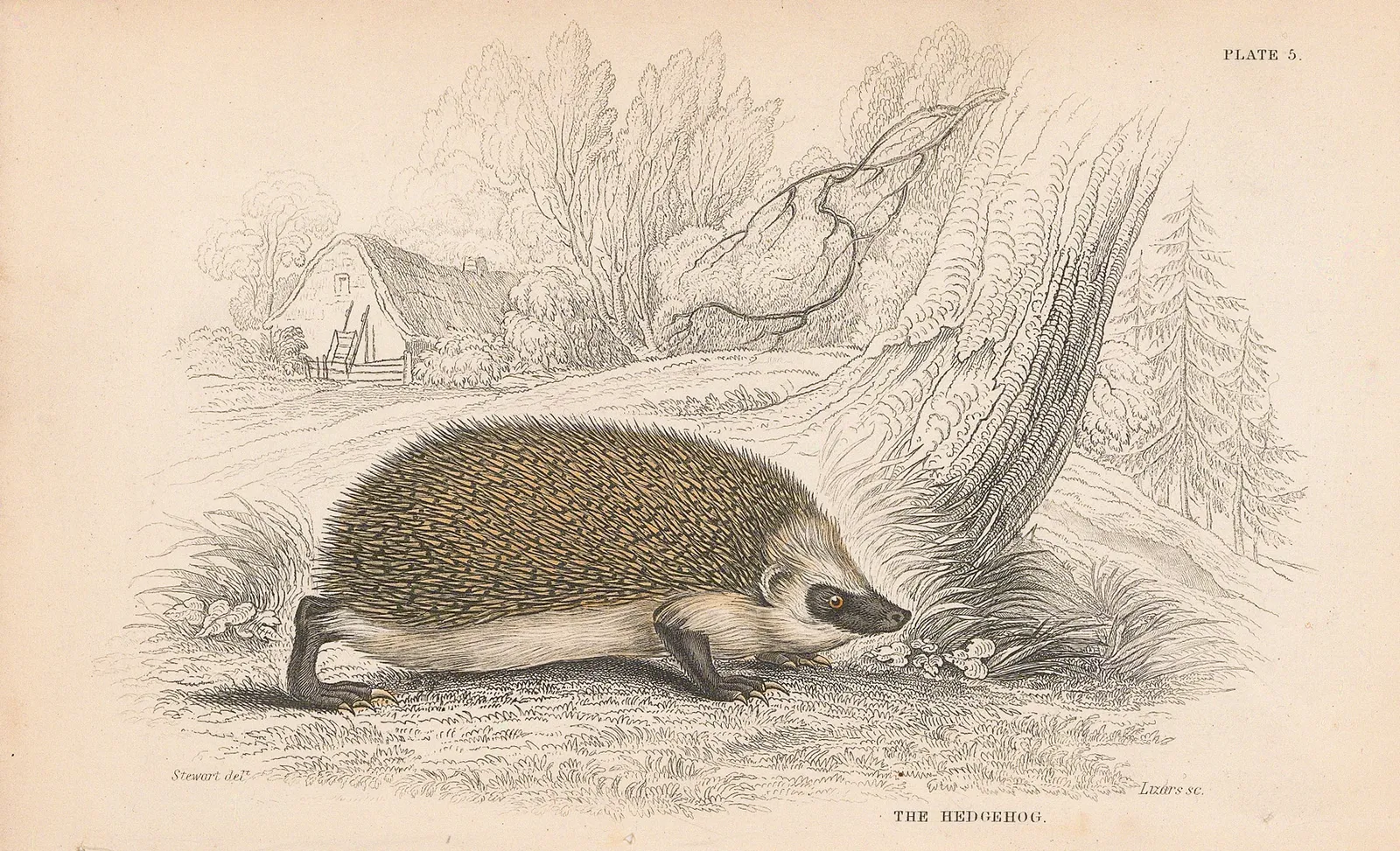 Sir William Jardine, Hedgehog - European Hedgehog, 1838