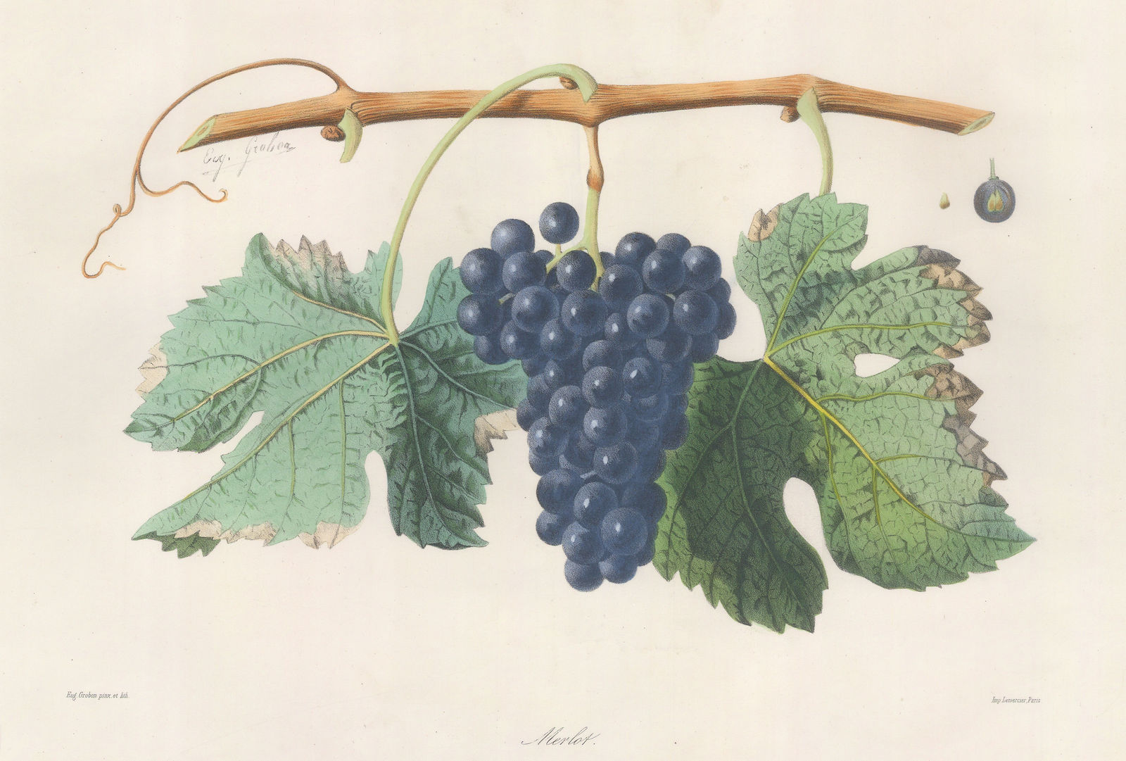 Eugene Grobon, Grapes - Wine Grapes, Merlot, 1857
