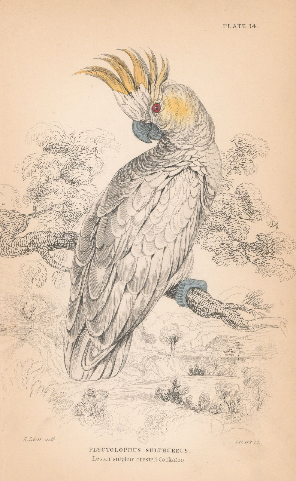 Sir William Jardine, Cockatoo, 1866