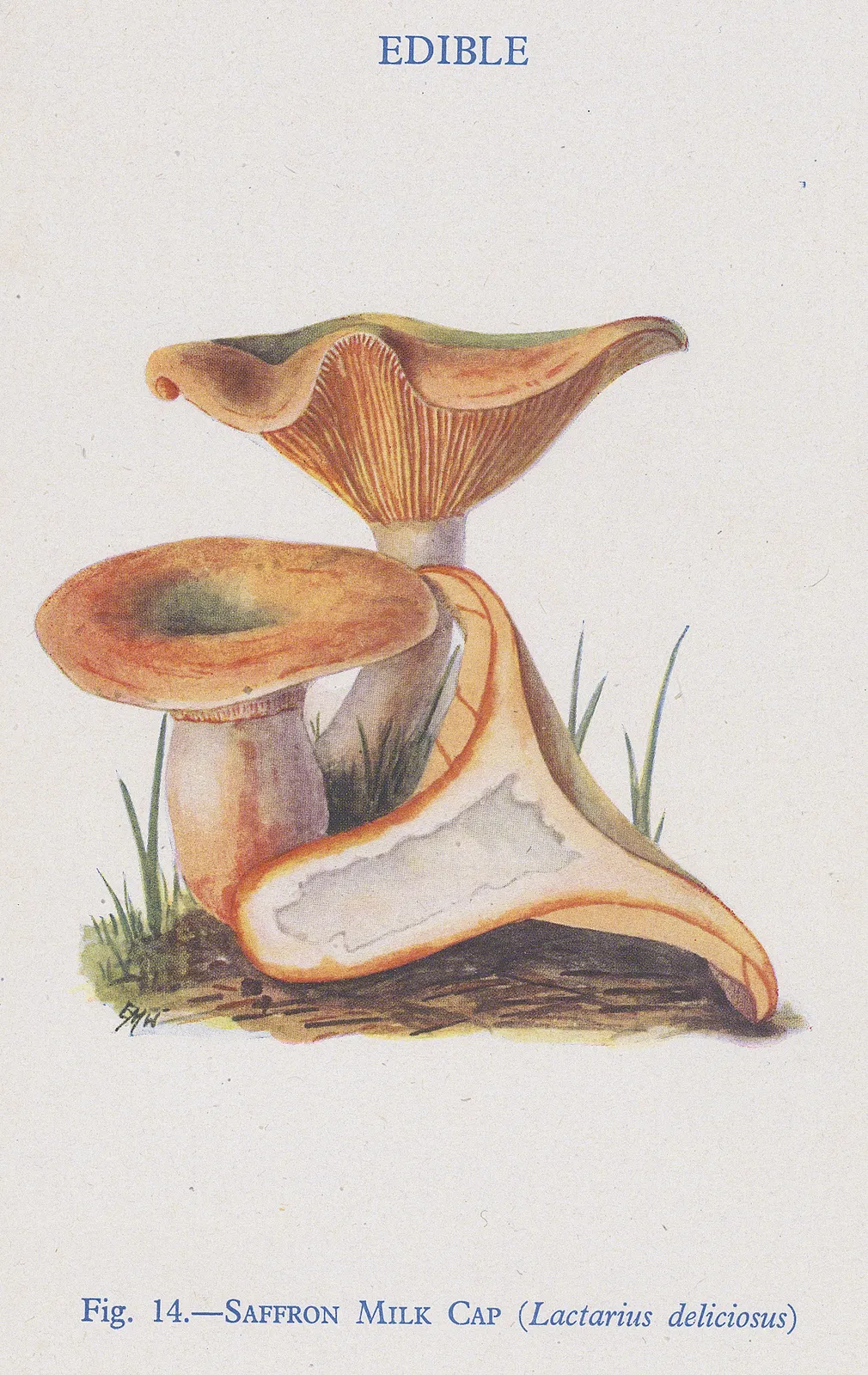 Thomas Formann, Mushrooms - Saffron Milk Cap, 1947