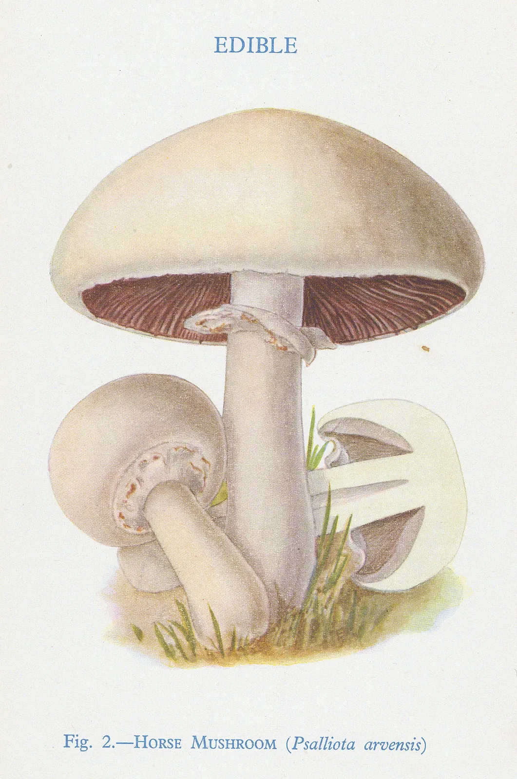 Thomas Formann, Mushrooms - Horse mushroom, 1947