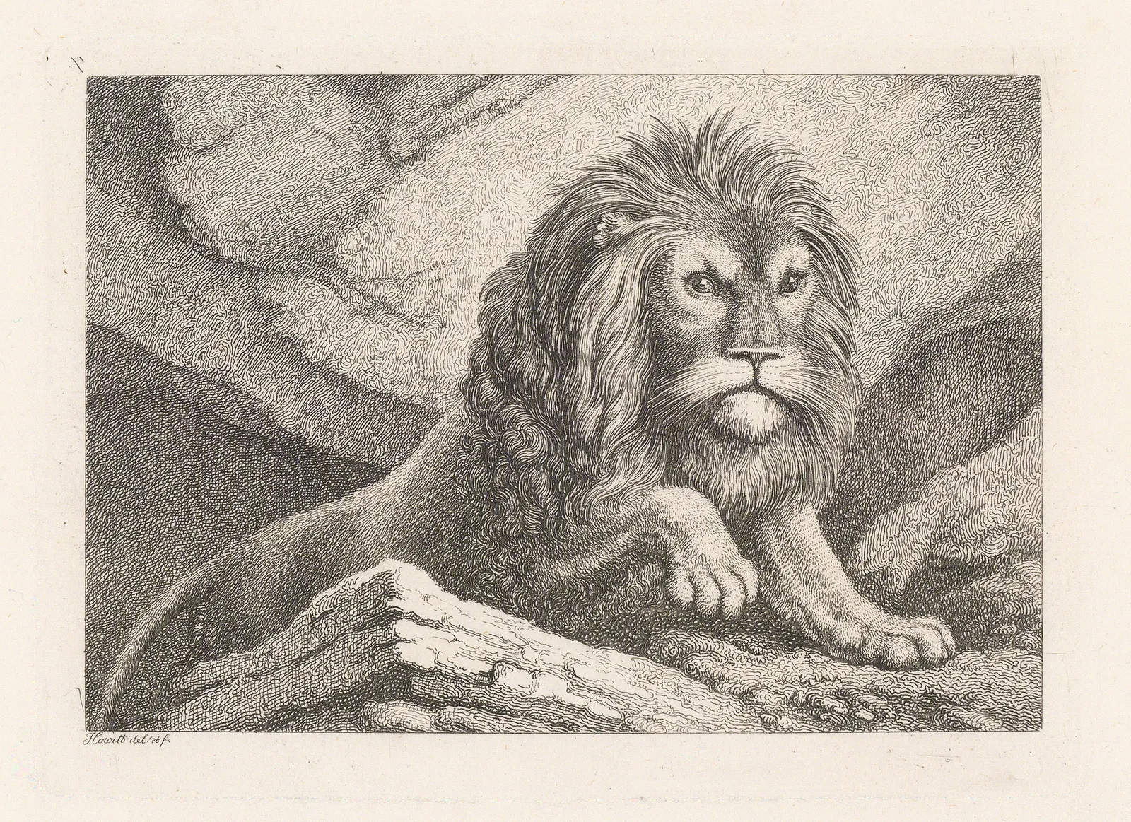 Samuel Howitt, Lion, 1911 c.