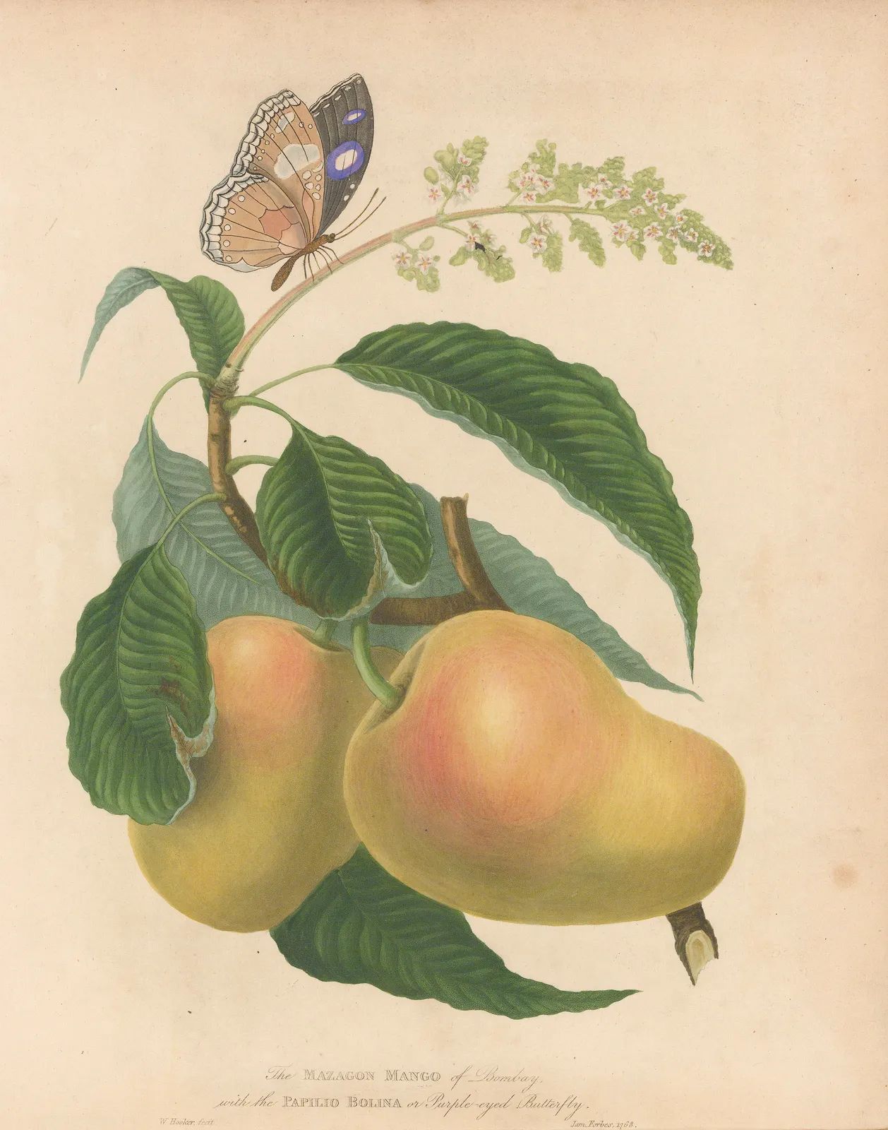 James Forbes, Mazagon Mango with Purple eyed Butterfly, 1813