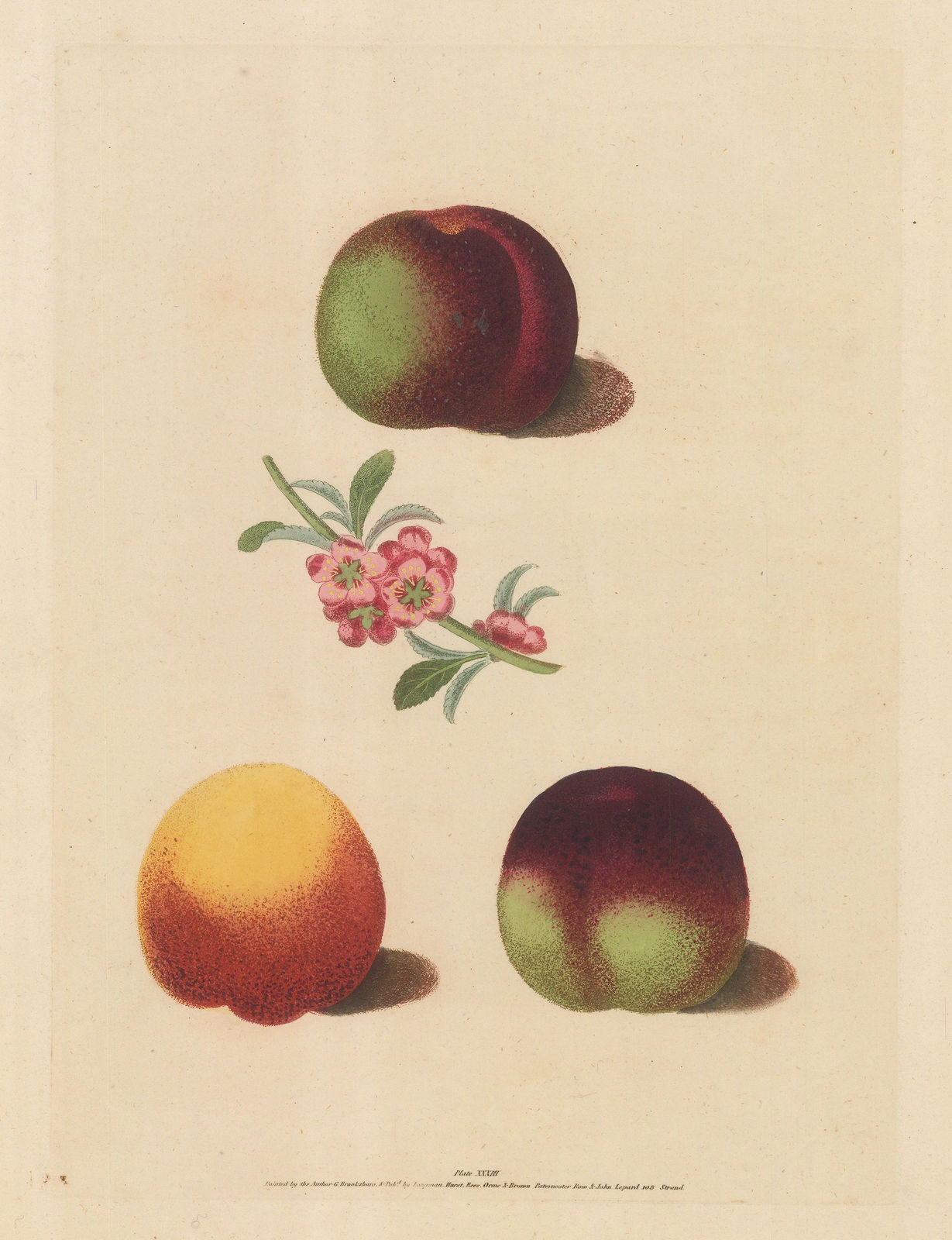 George Brookshaw, Peach - Varieties, 1817