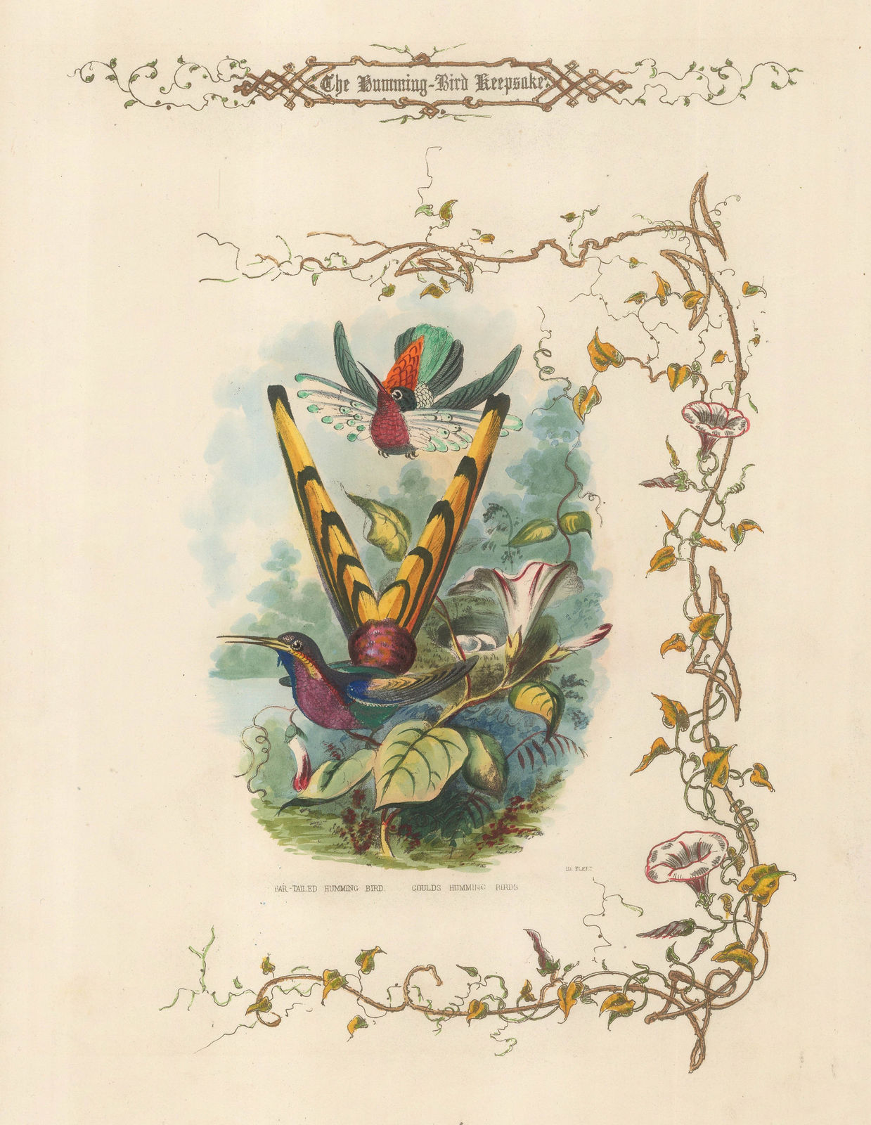 Paul Jarrard, Hummingbird - Bar Tailed and Gould's Hummingbirds, 1852