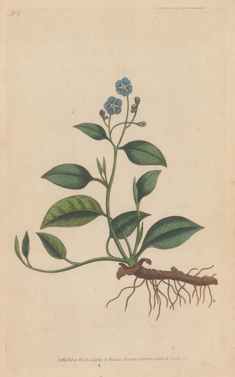William Curtis, Navelwort - Blue-eyed-Mary, 1795