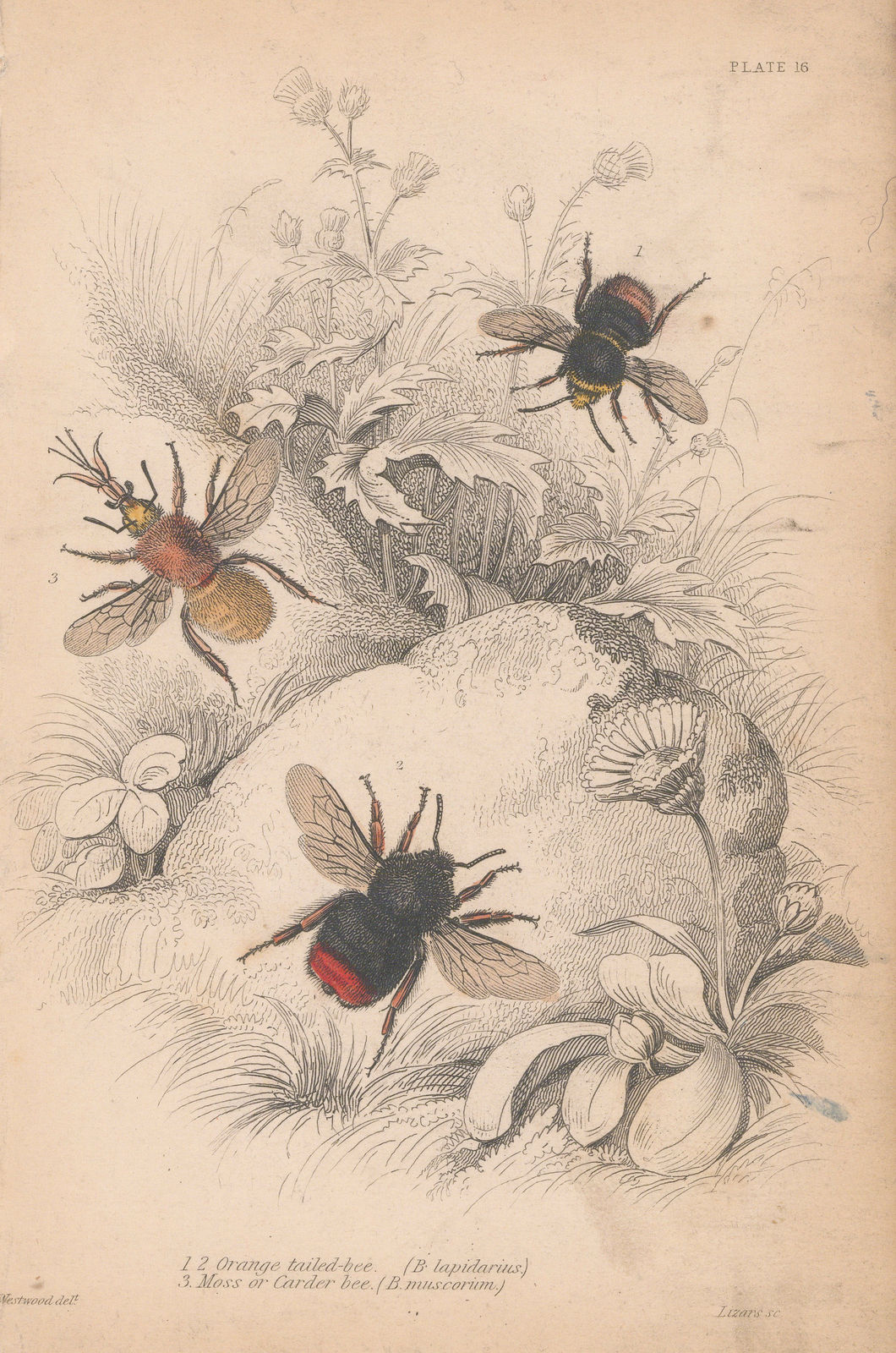 Sir William Jardine, Bees - Bumblebees, 1840
