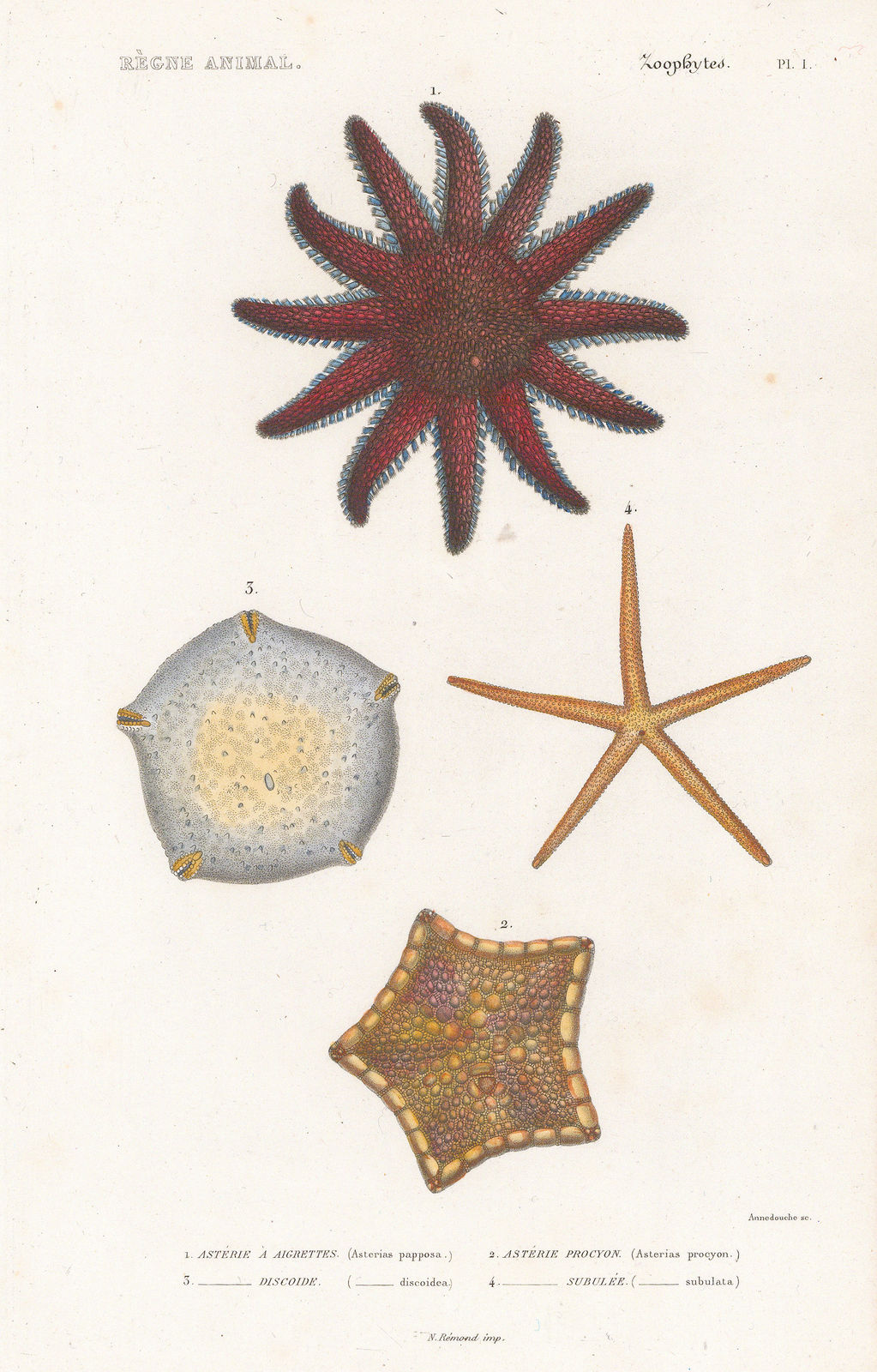 Baron Georges Cuvier, Starfish, 1849