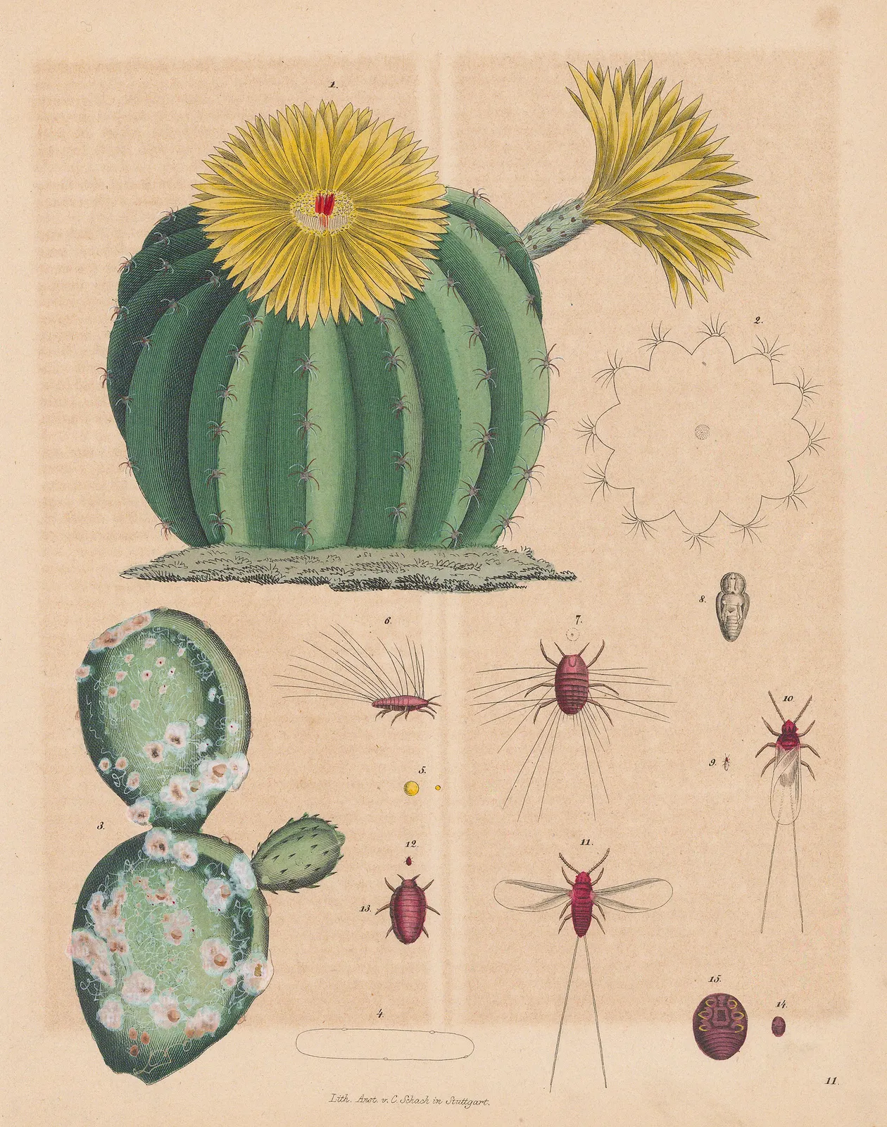 Carl Hoffmann, Cactus, 1842