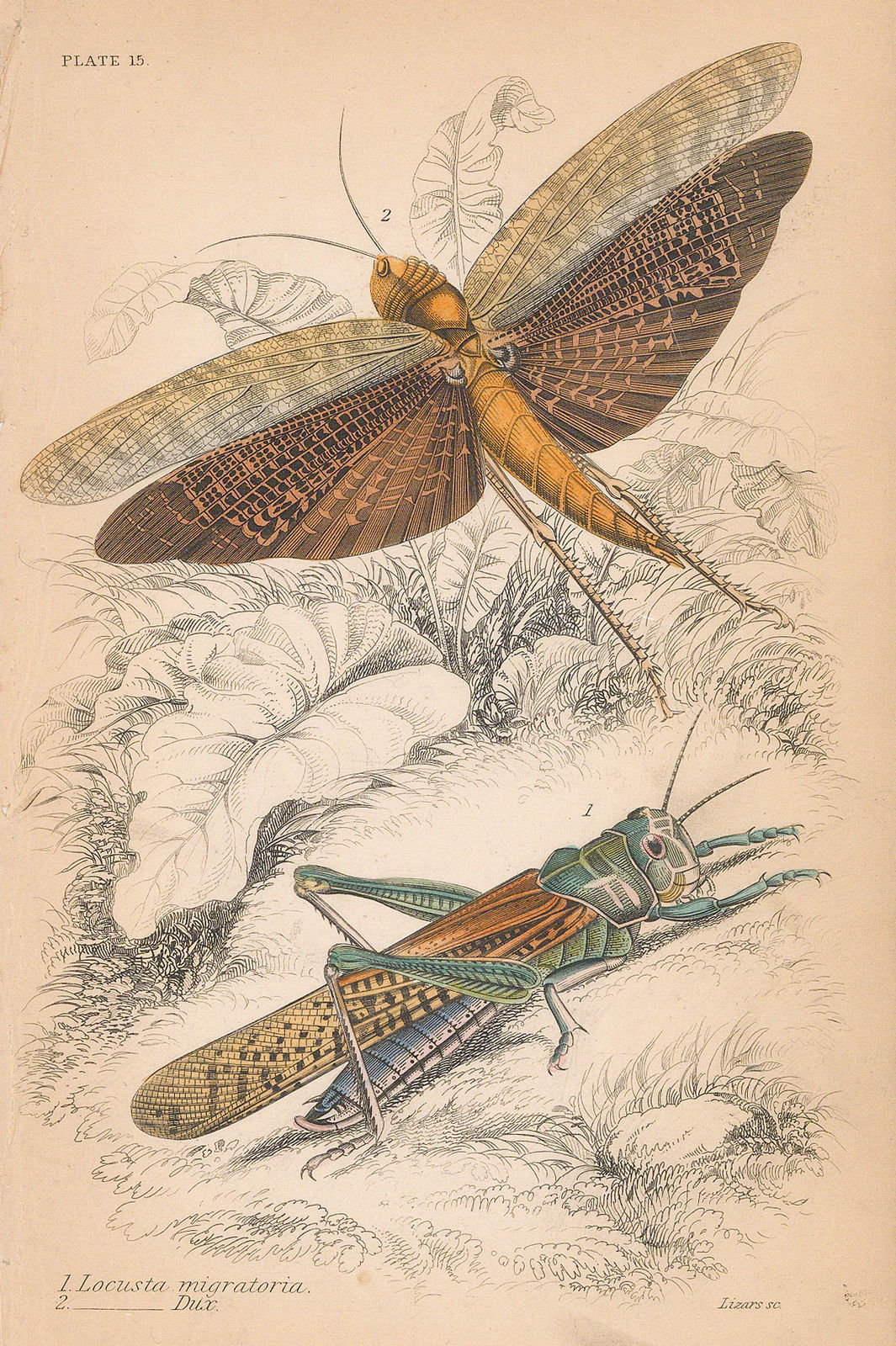 Sir William Jardine, Insects - Grasshopper and Locust, 1840
