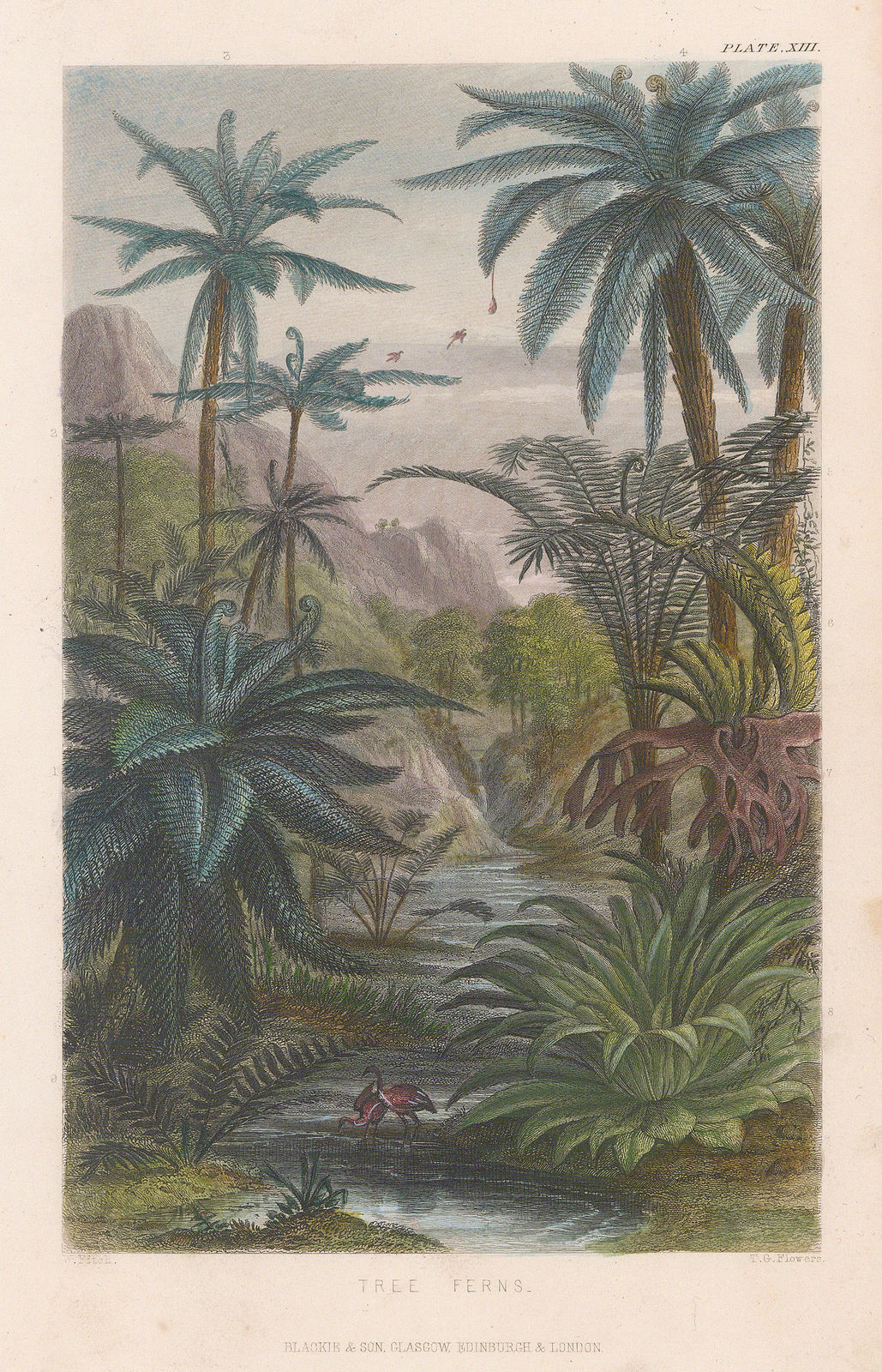 William Rhind, Tree ferns, 1855
