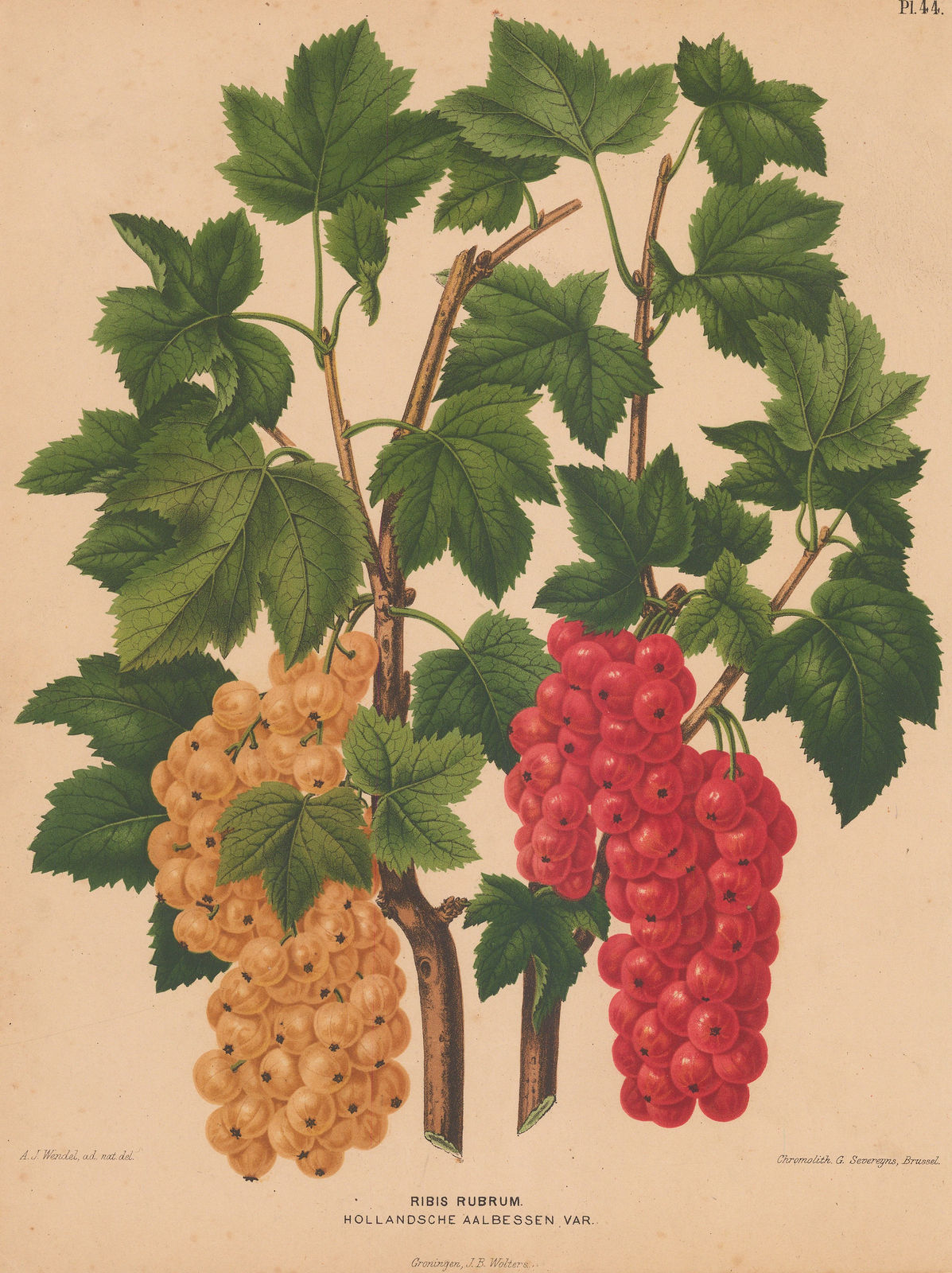 Abraham Wendel, Currants, 1879