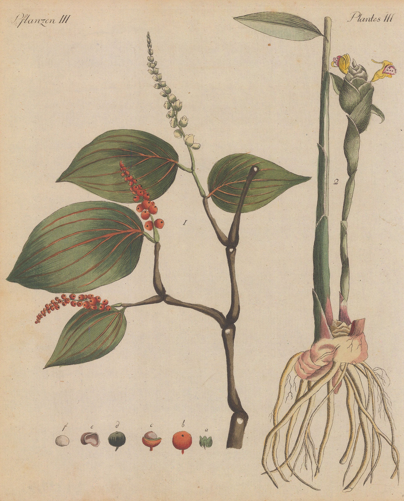 Friedrich Justin Bertuch, Pepper and Ginger, 1798