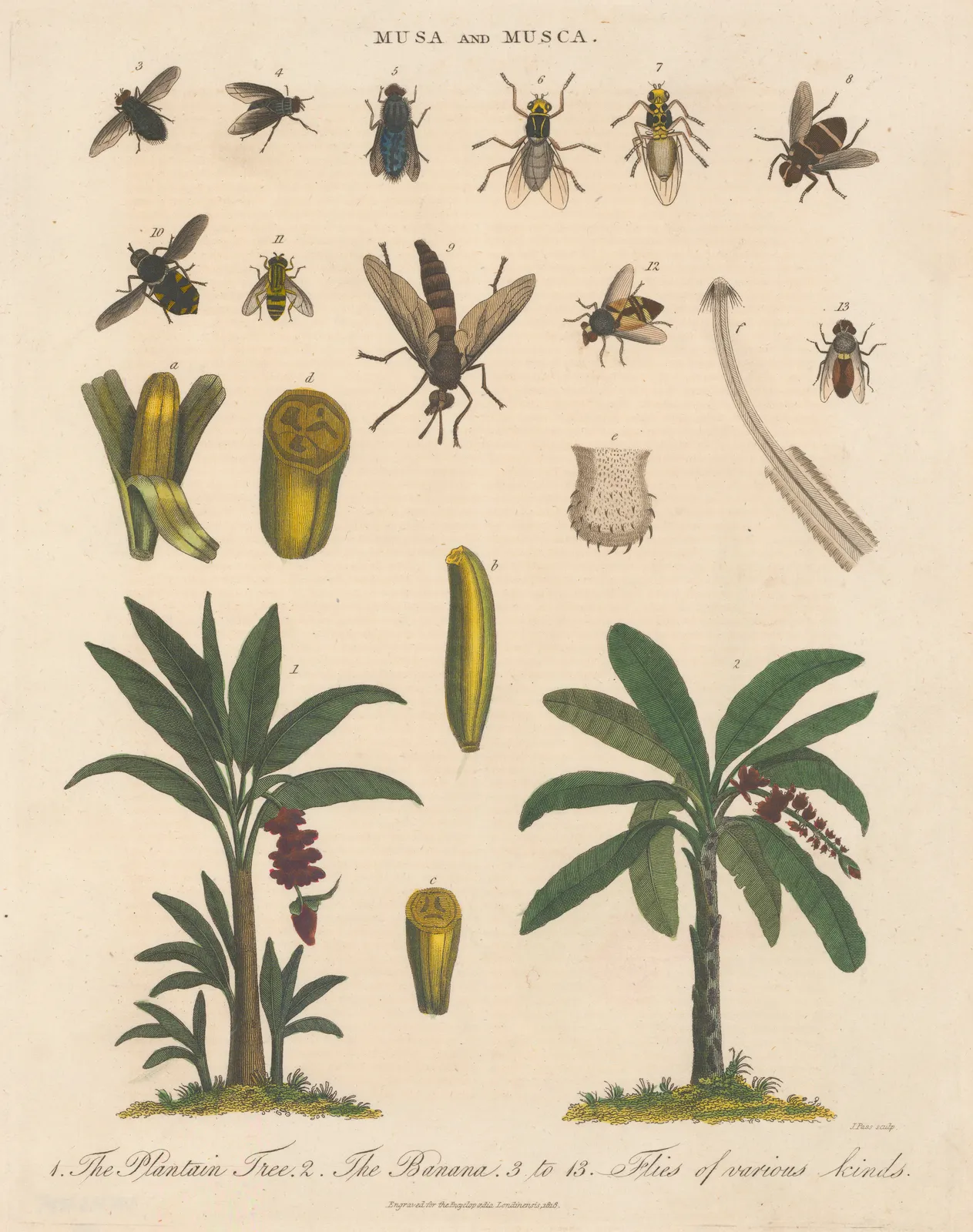 John Wilkes, Plantain and Banana Tree, 1819