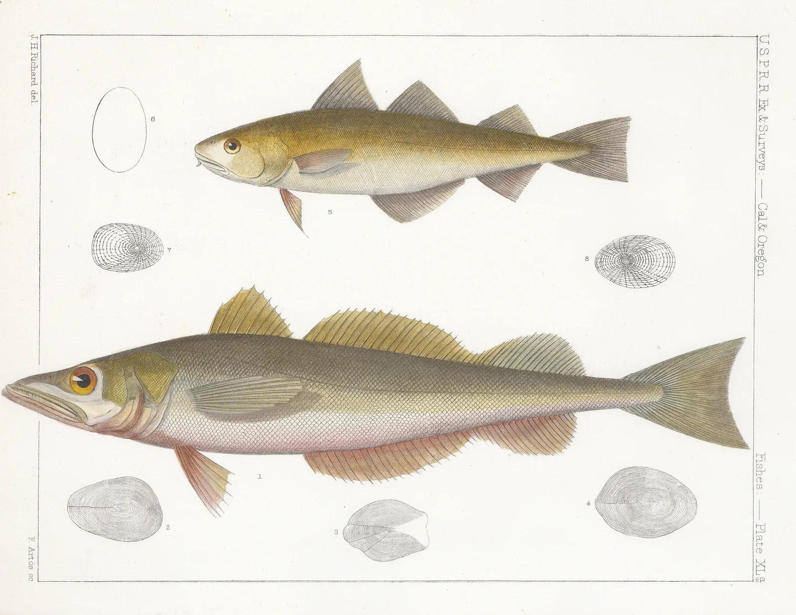 United States Pacific Railroad Expeditions (USPRR), Hake and Tomcod, 1857