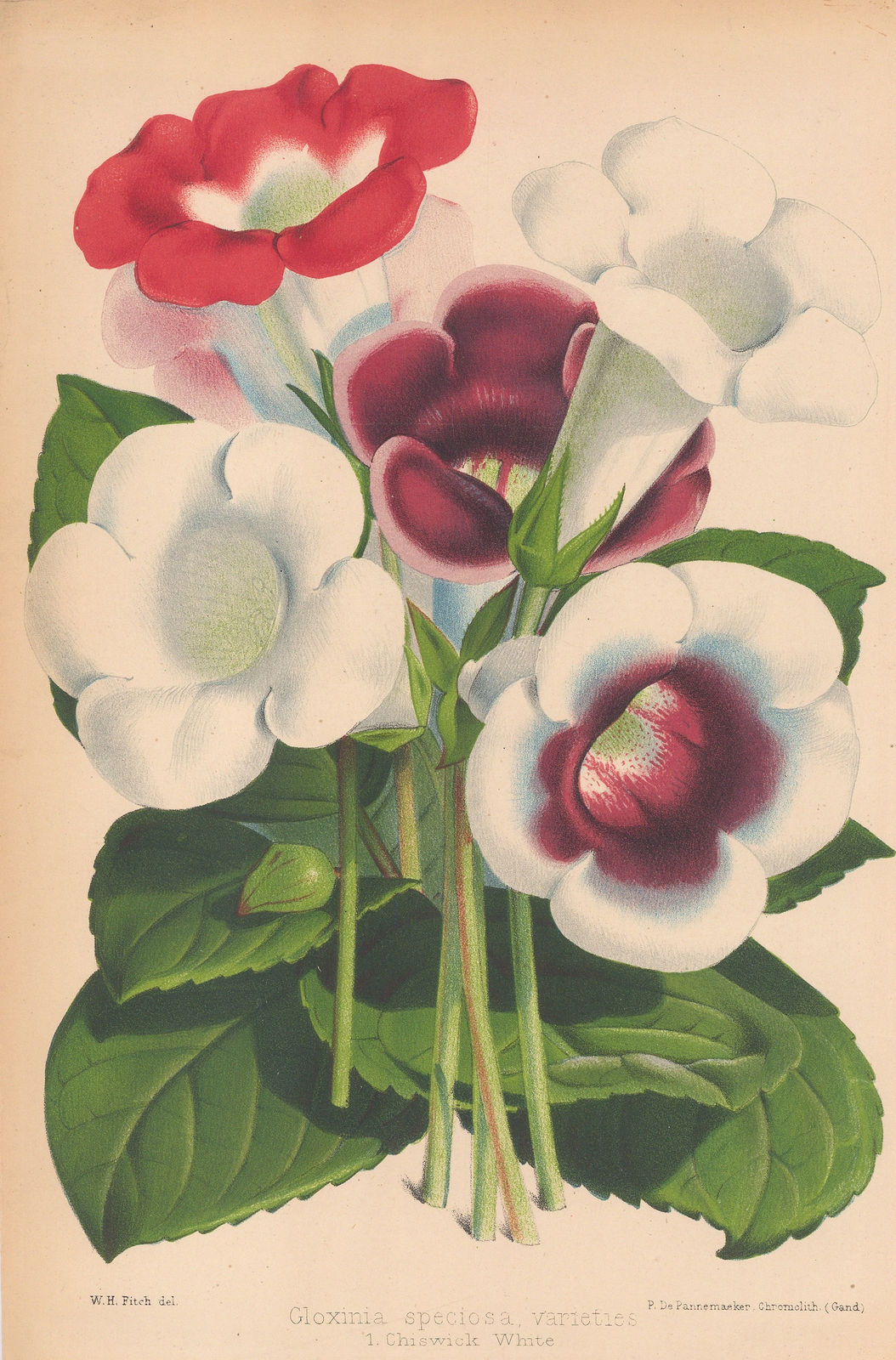 Walter Hood Fitch, Gloxinia, 1884