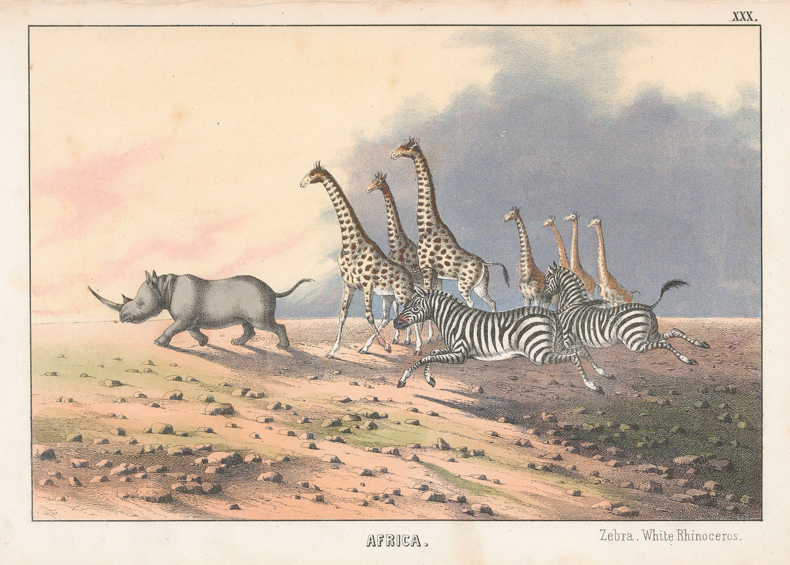 Edmonston & Douglas, Rhinoceros, Giraffes and Zebras, 1860
