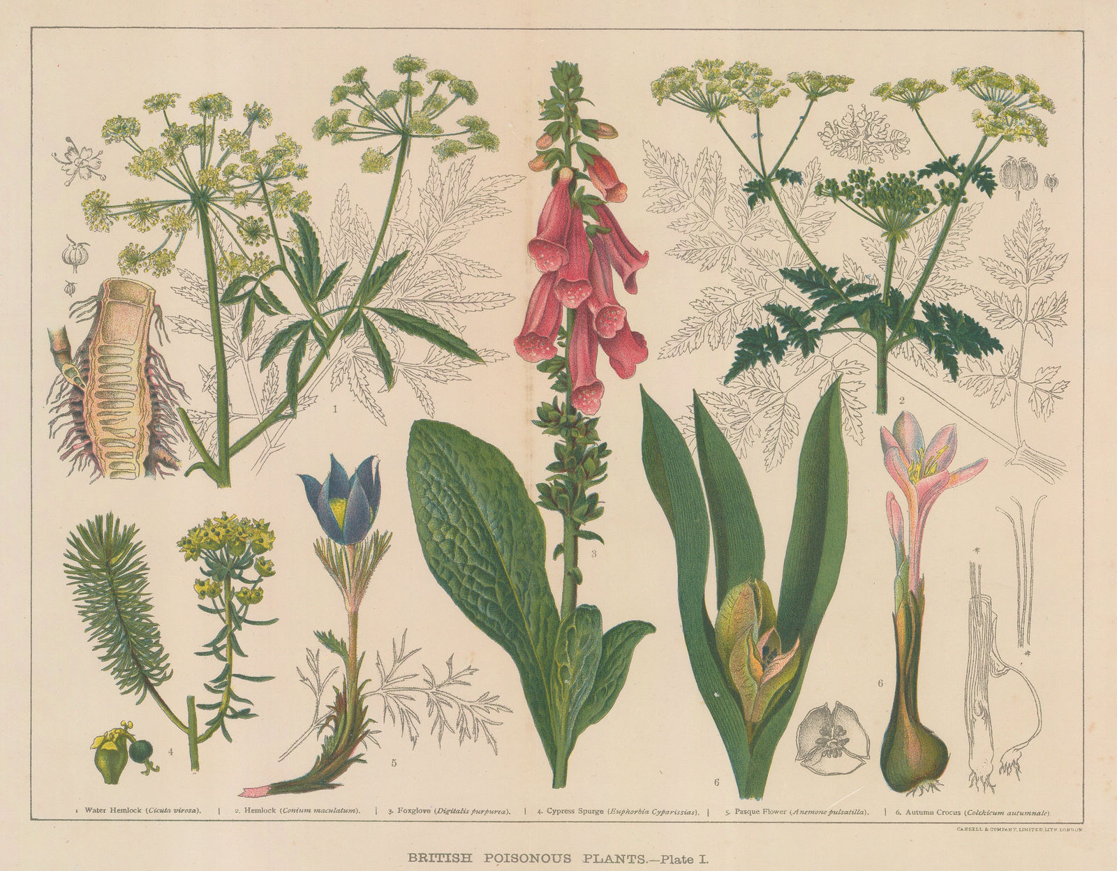 Cassell & Co., British Poisonous Plants, 1890 c.