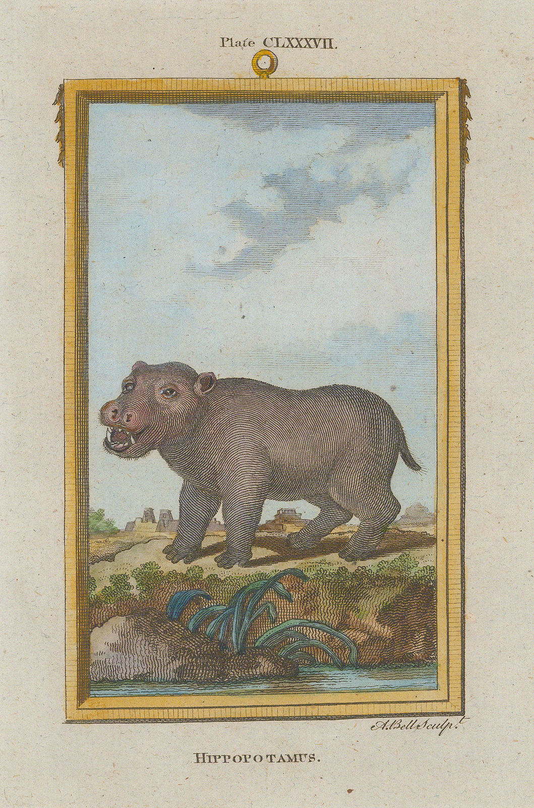 Comte Georges-Louis de Buffon, Hippopotamus, 1785