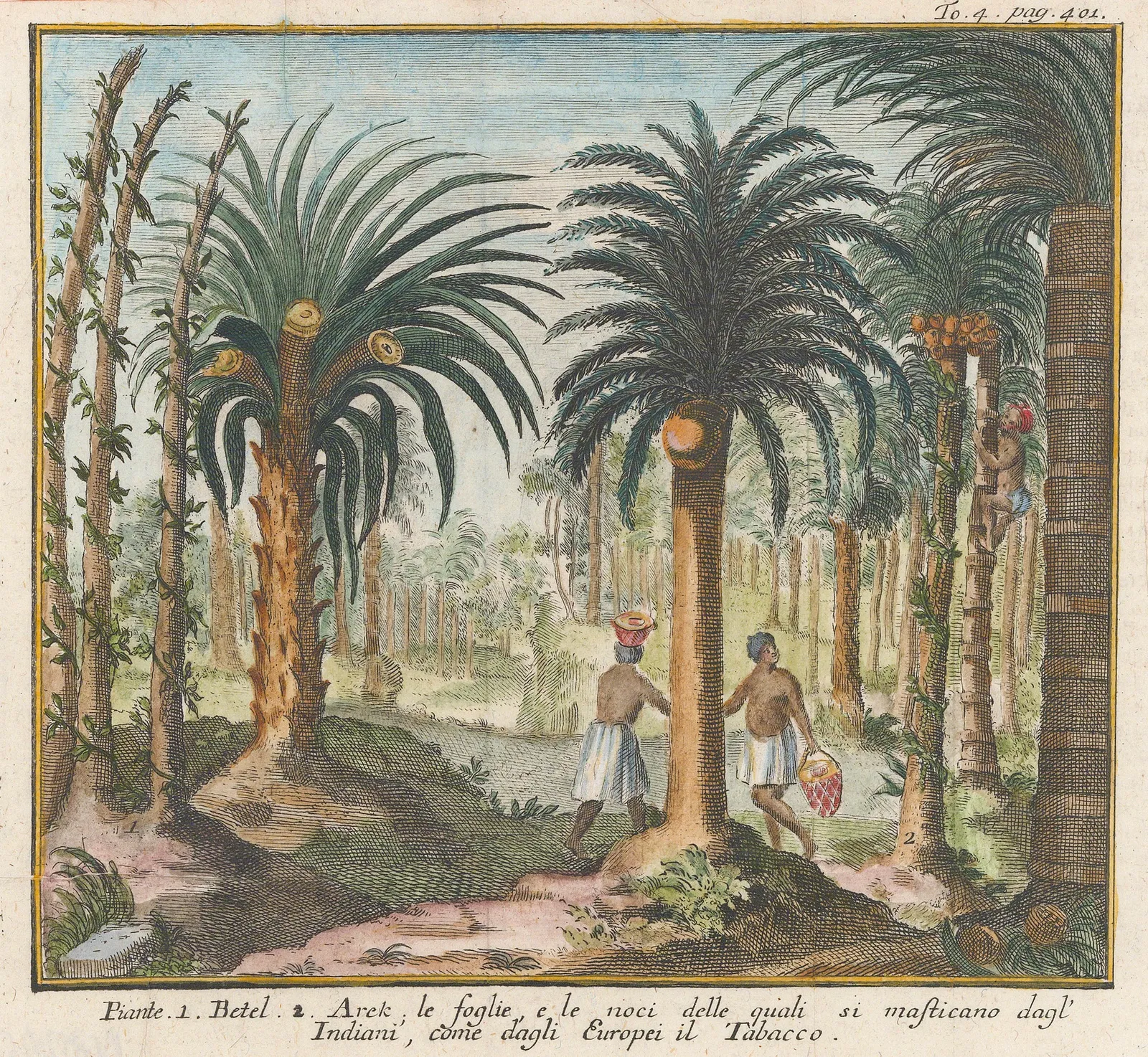 Thomas Salmon, Betel (Arek) Palm Tree, 1738