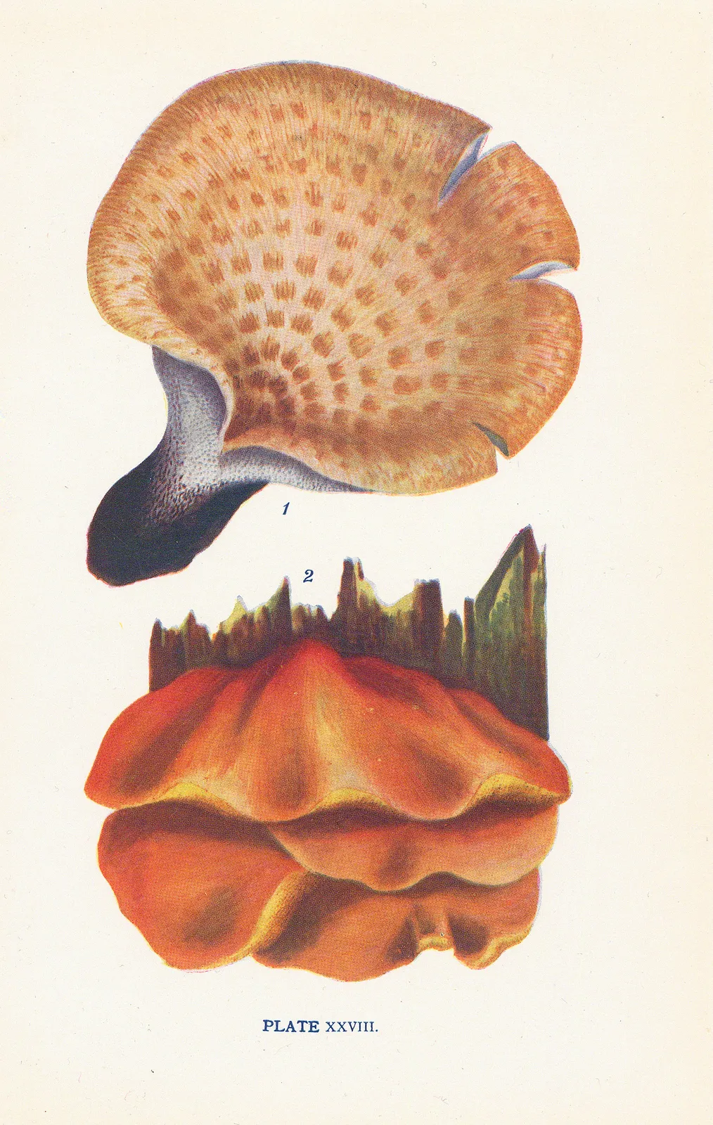 Ivy Massee, Mushrooms - Edible fungi, 1911