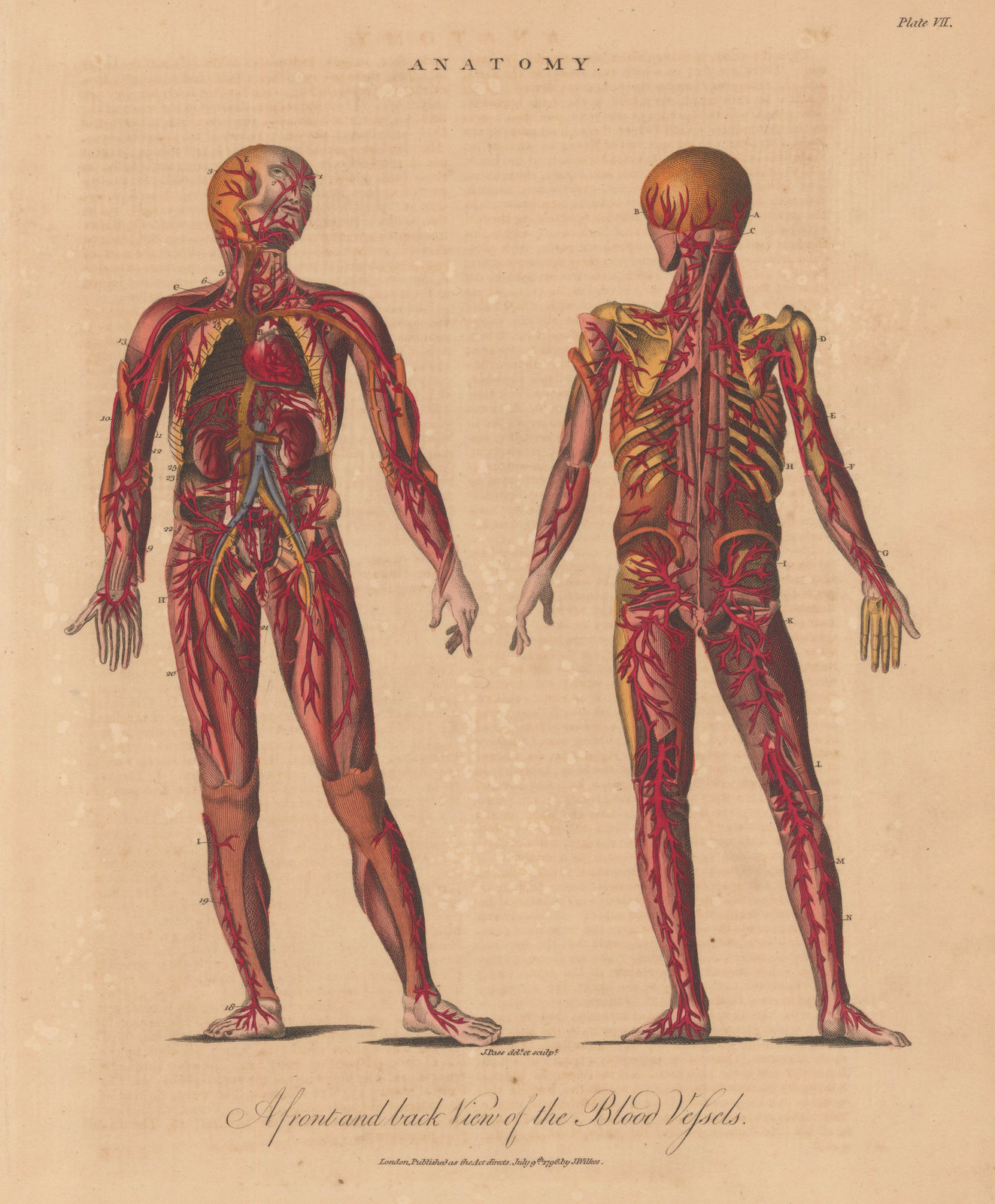 John Wilkes, Anatomy - Vascular System, 1829