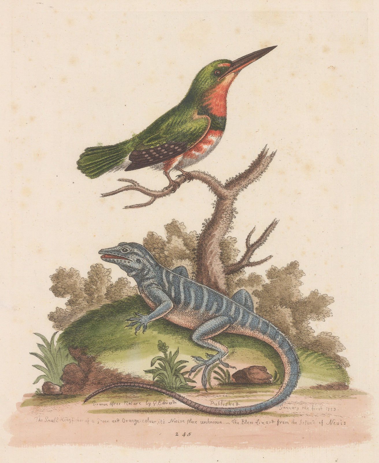 George Edwards, Kingfisher and Lizard, 1758