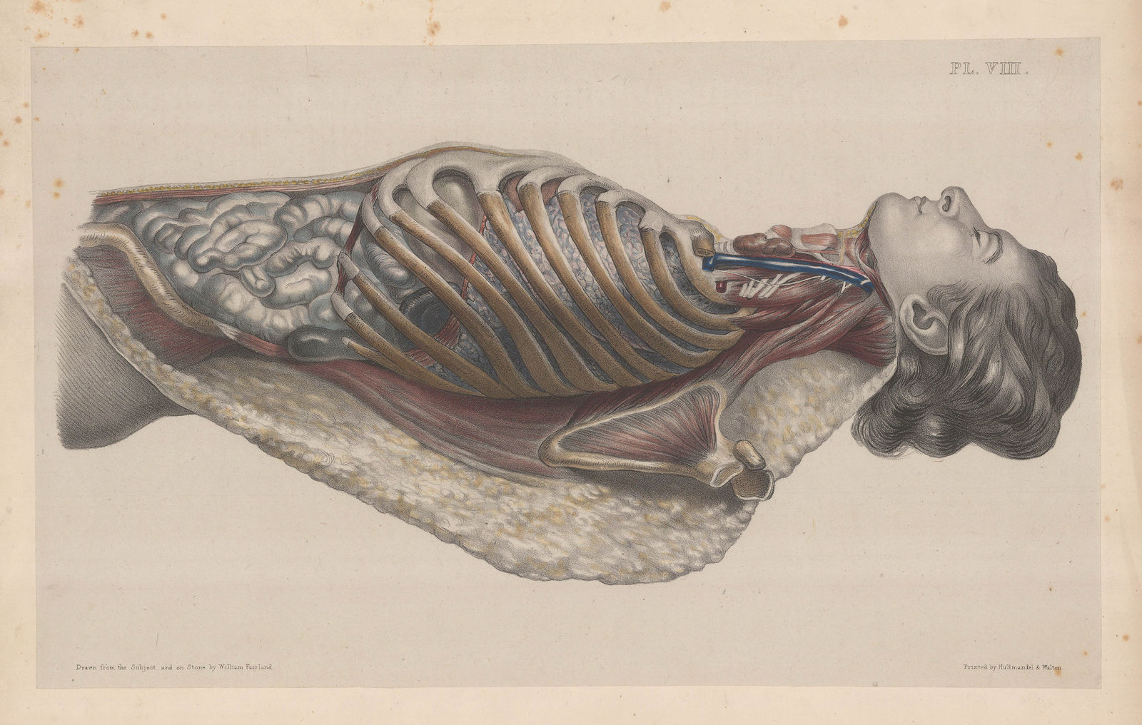 Taylor & Walton, Anatomy - Torso, 1837