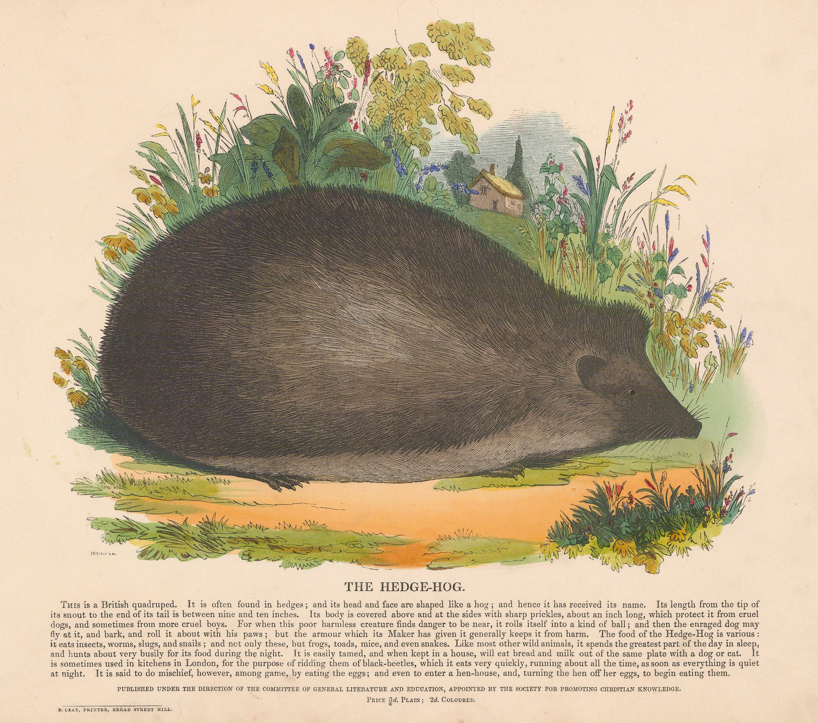Society for Promoting Christian Knowledge (SPCK), Hedgehog, 1847