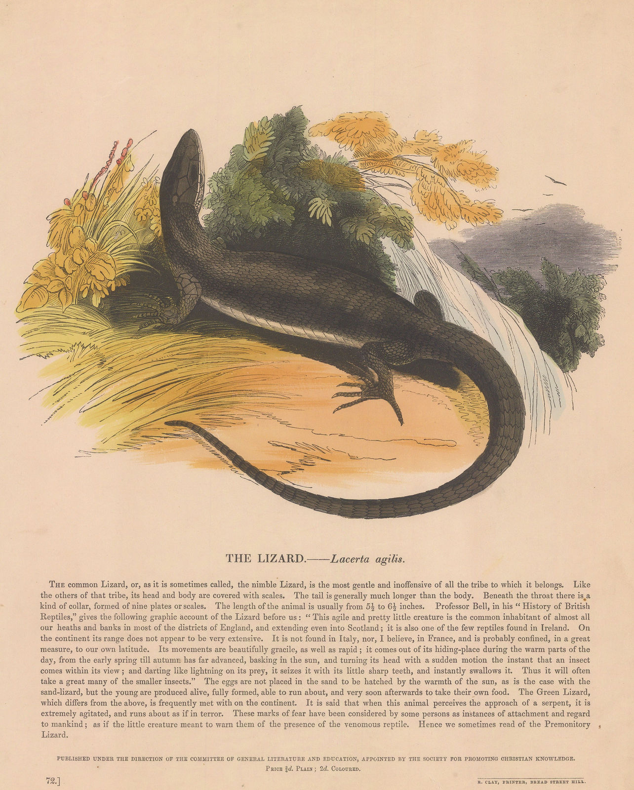 Society for Promoting Christian Knowledge (SPCK), Lizard - Sand Lizard, 1860 c.