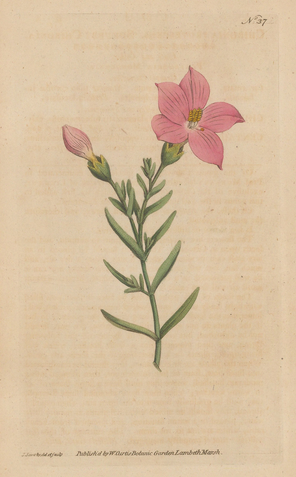 William Curtis, Chironia, 1795
