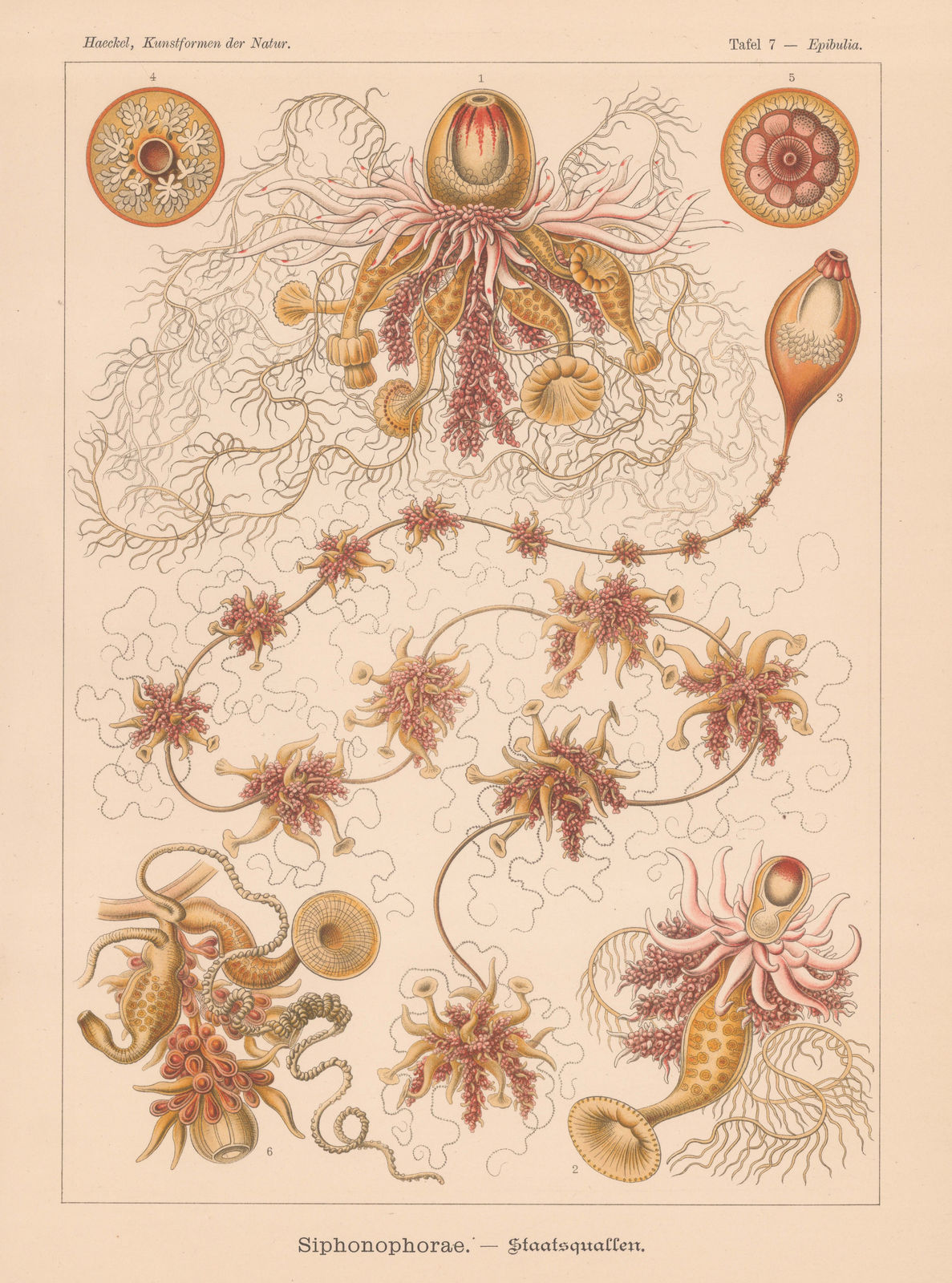 Ernst Haeckel, Hydrozoans, 1904