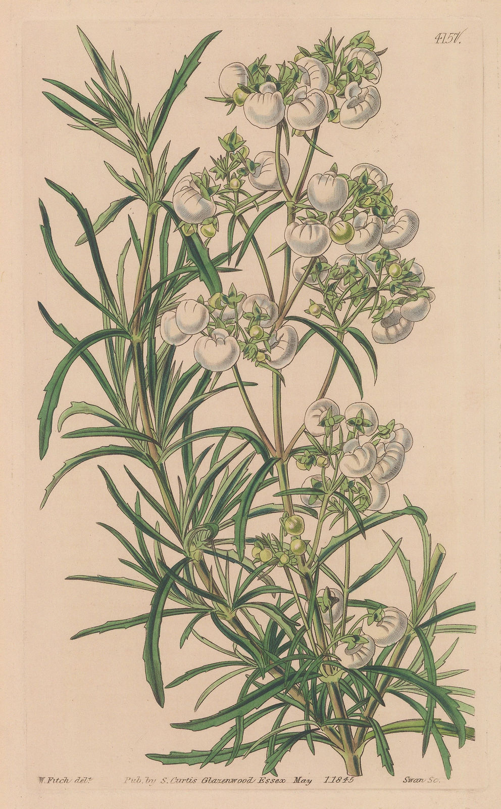 Swan, White Slipper Flower, 1845