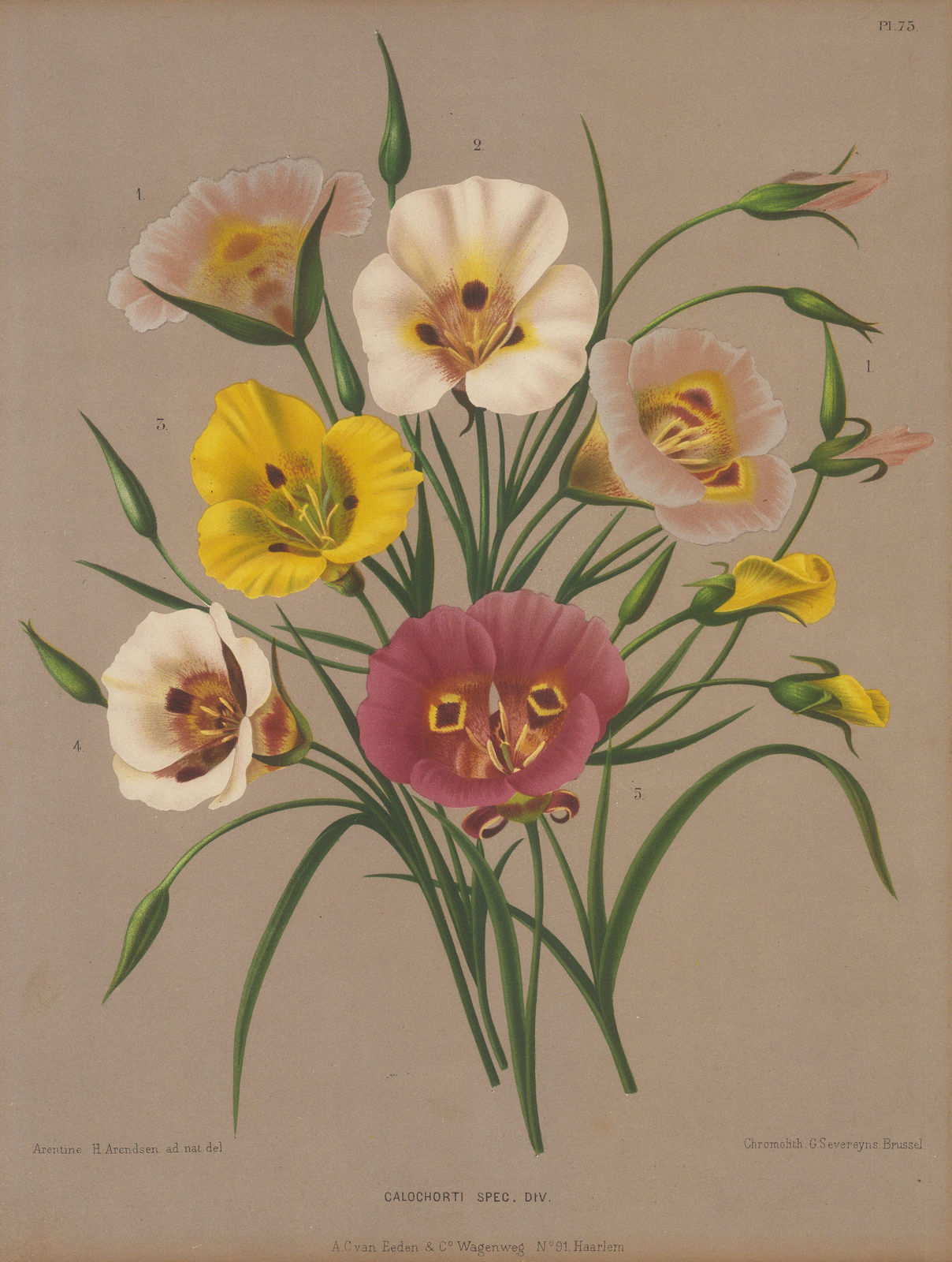 A.C. Van Eeden, Calochortus, 1880