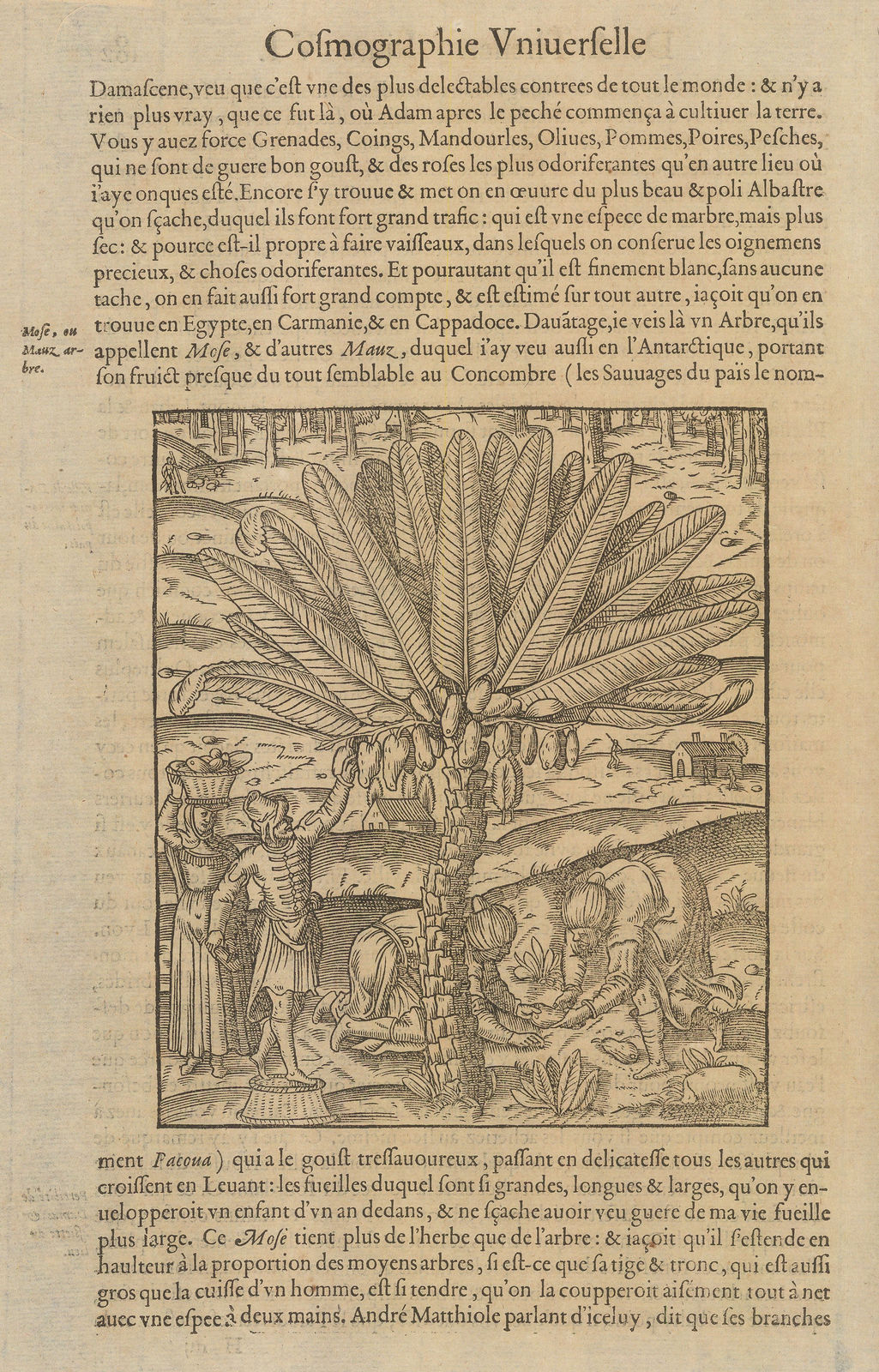 Andre Thevet, Palm - Date Palm, 1575