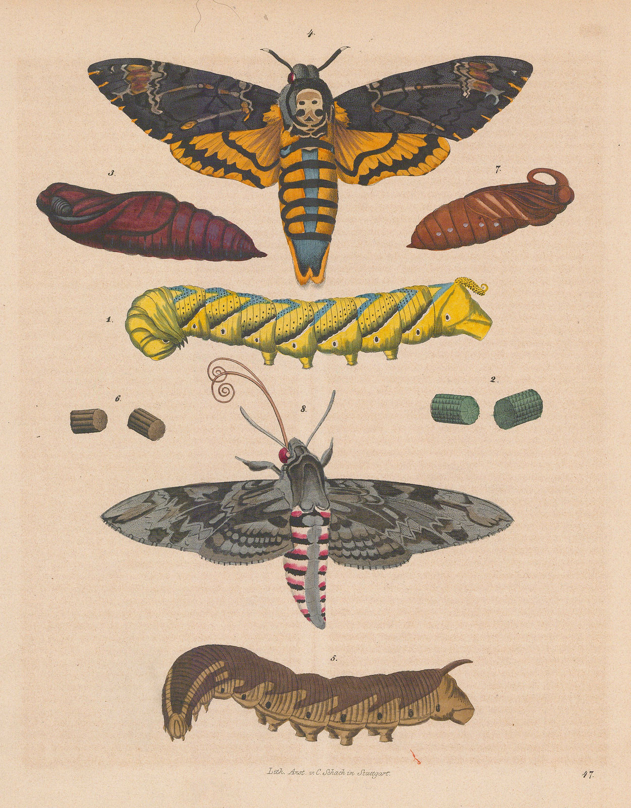 Carl Hoffmann, Moths - Hawkmoths, 1842