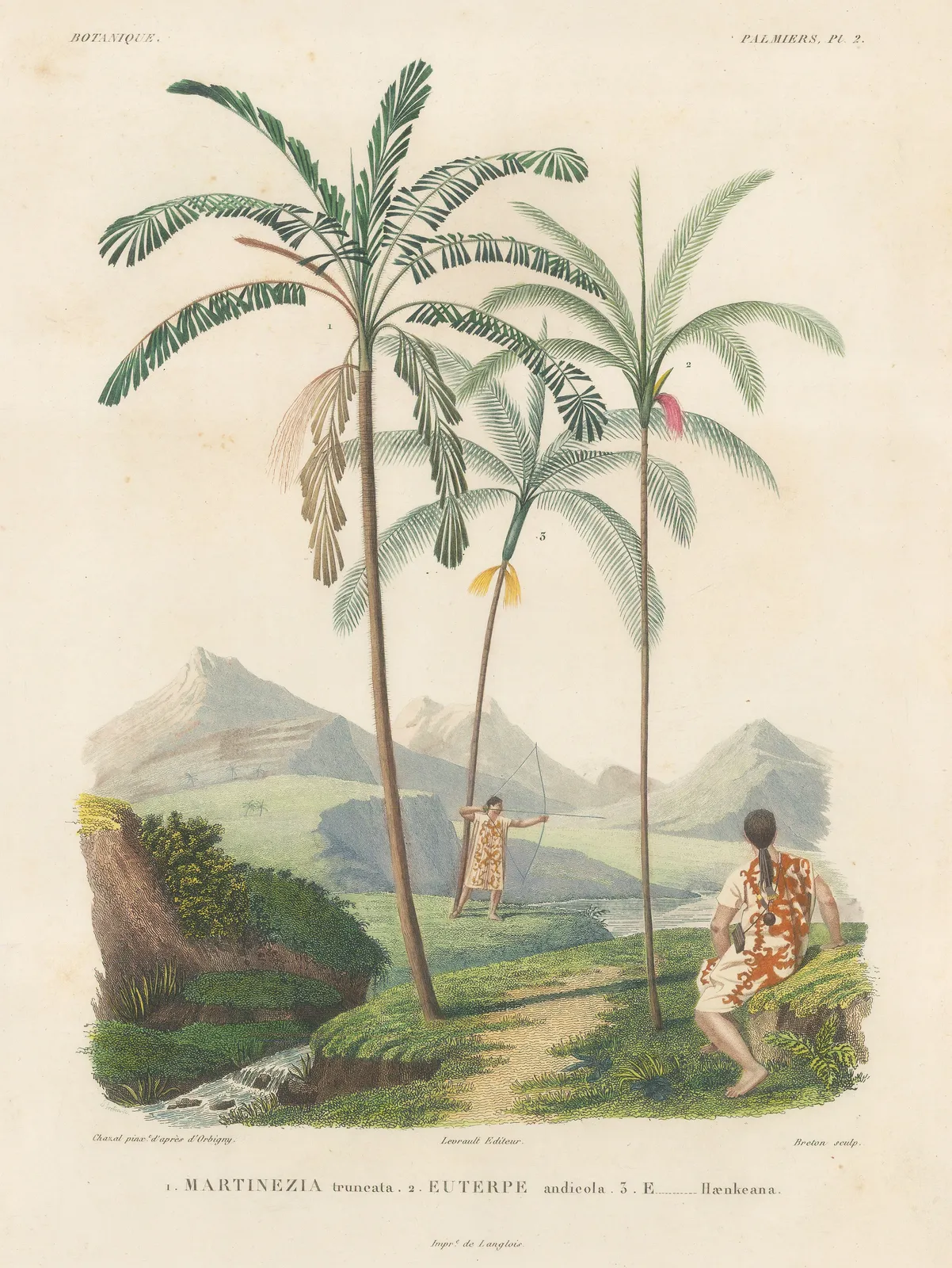 Alcide d'Orbigny, Palm - Attalea, 1847