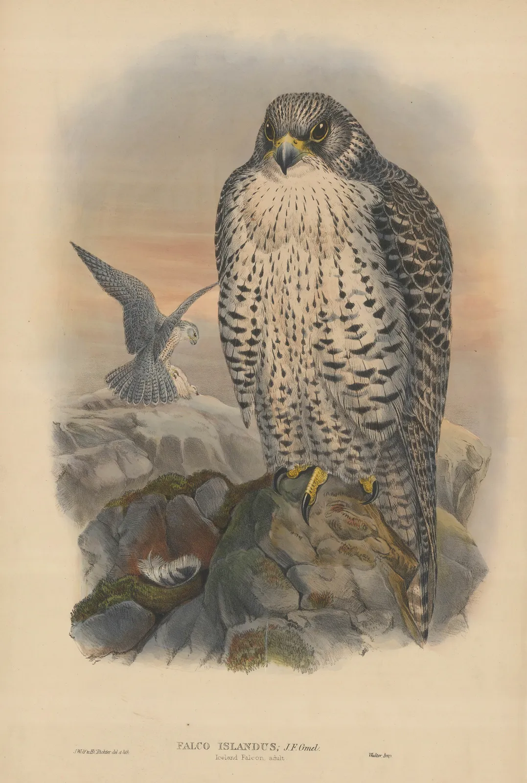 John Gould, Falcon - Iceland Falcon, 1873 c.