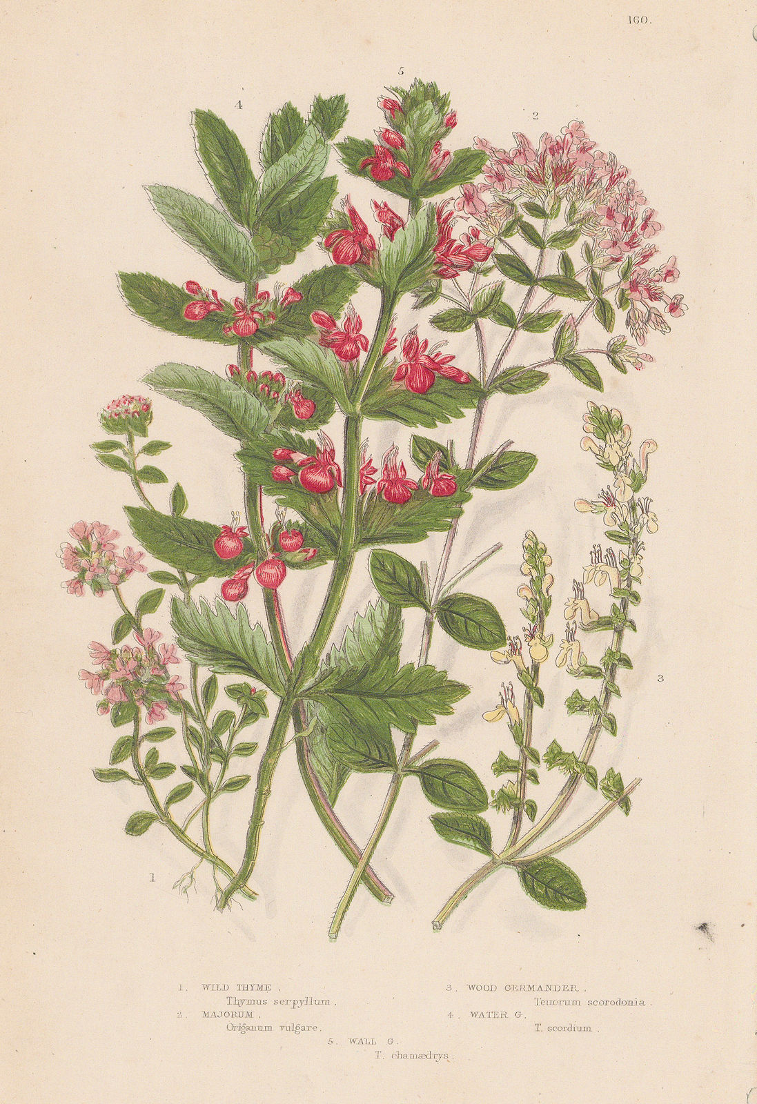 Anne Pratt, Varieties of Thyme, Majoram and Germander, 1870 c.