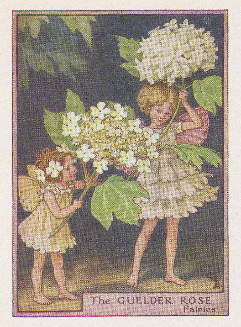 Cicely Mary Barker, Fairies - Guelder Rose Fairy, 1940