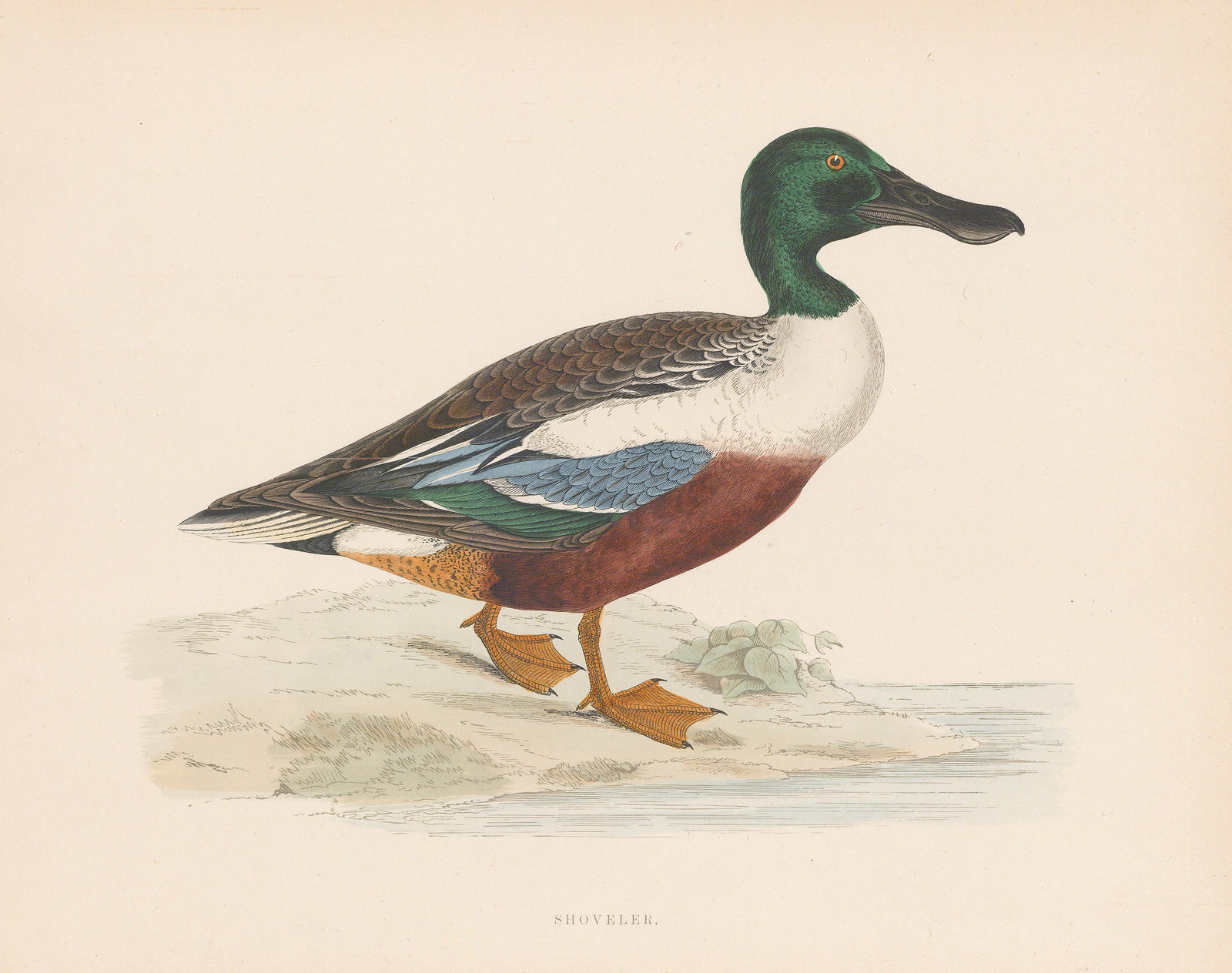 Beverly Morris, Duck - Shoveler Duck, 1869