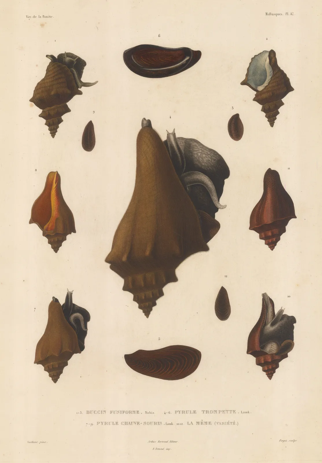 Auguste-Nicolas Vaillant, Shells - Mollusks, 1850 c.
