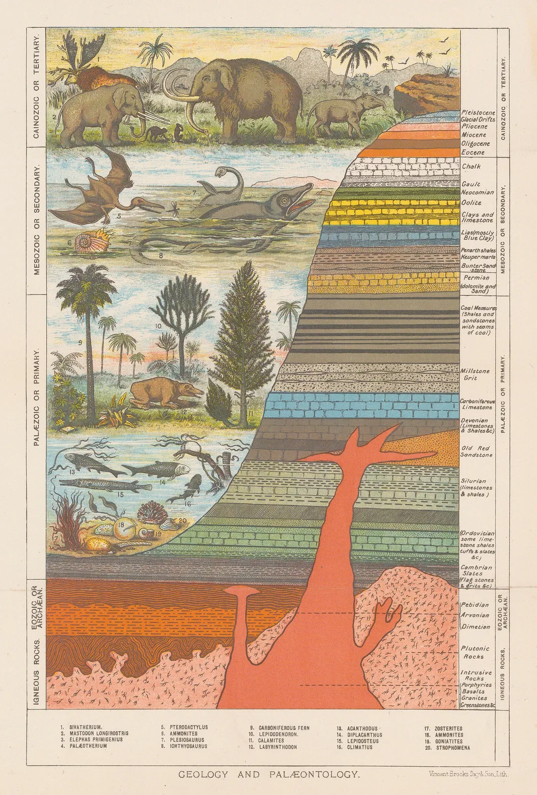 Vincent Brooks Day & Son, Geology and Palaeontology, 1896