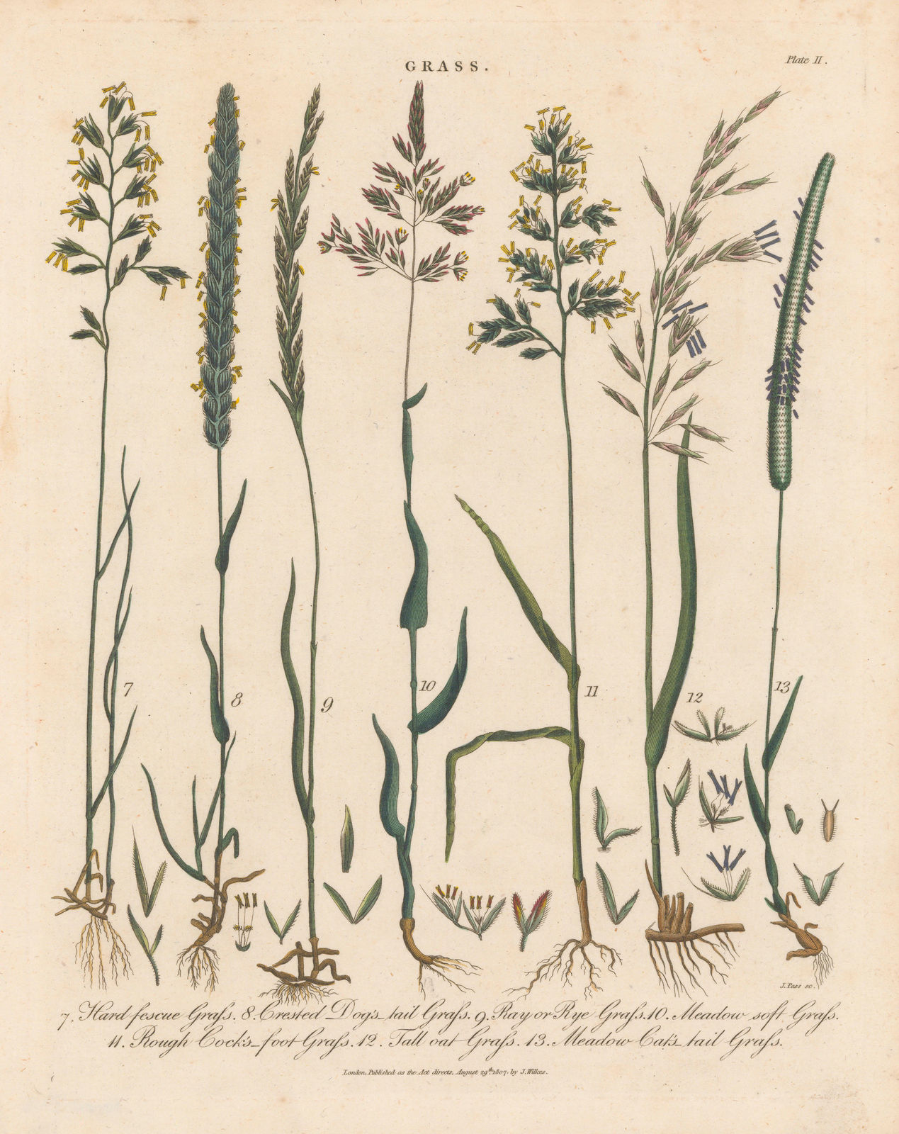 John Wilkes, Grasses, 1810