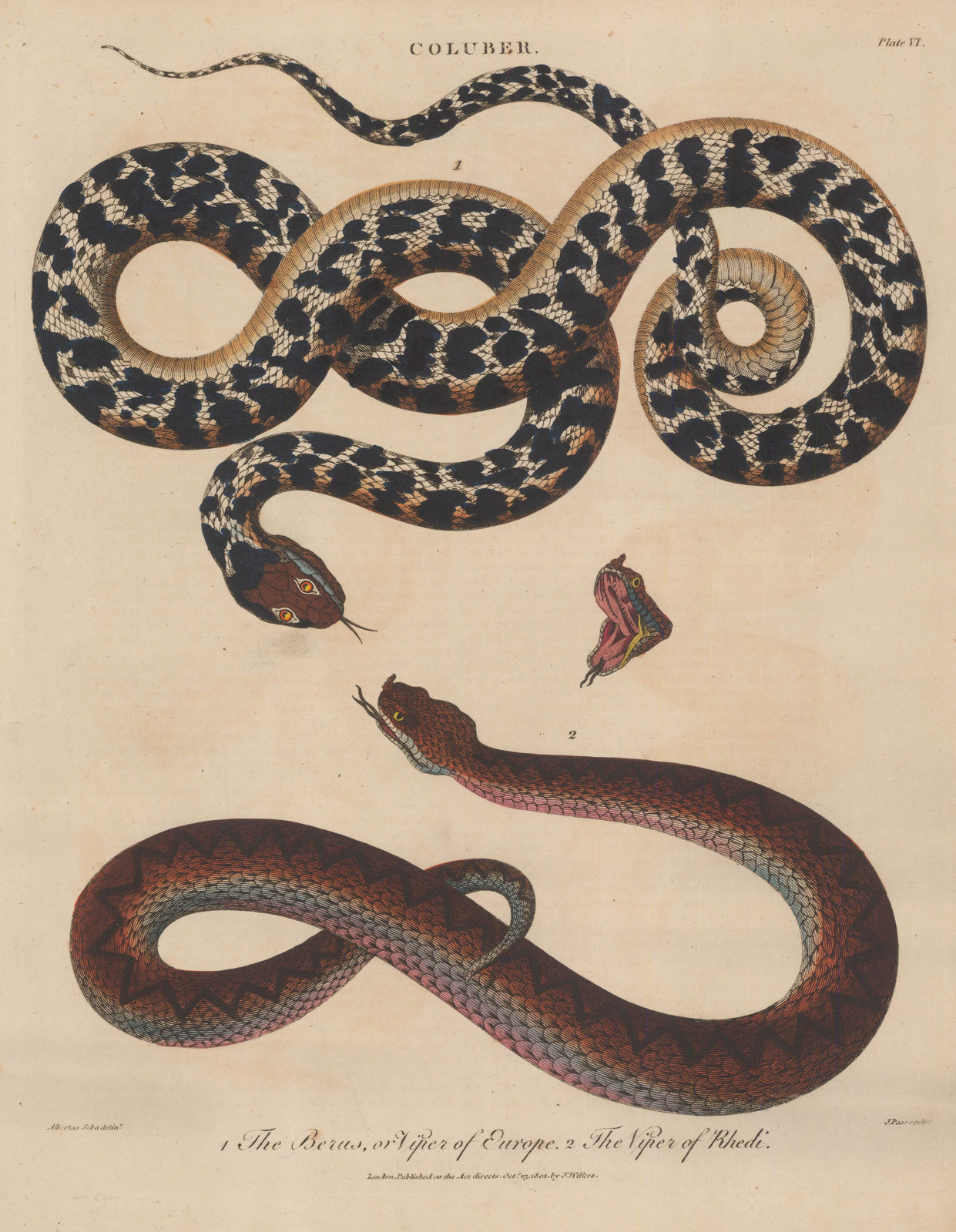 John Wilkes, Snake - Vipers, 1810