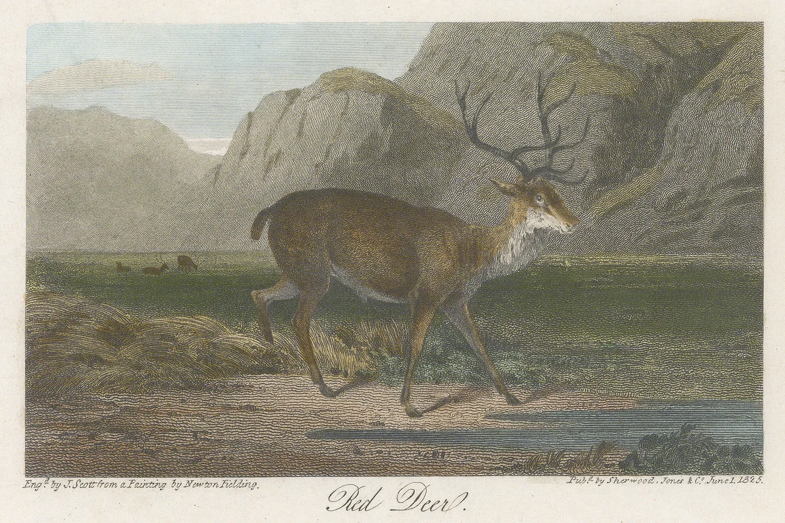 Sherwood & Co, Shooting - Red Deer, 1825