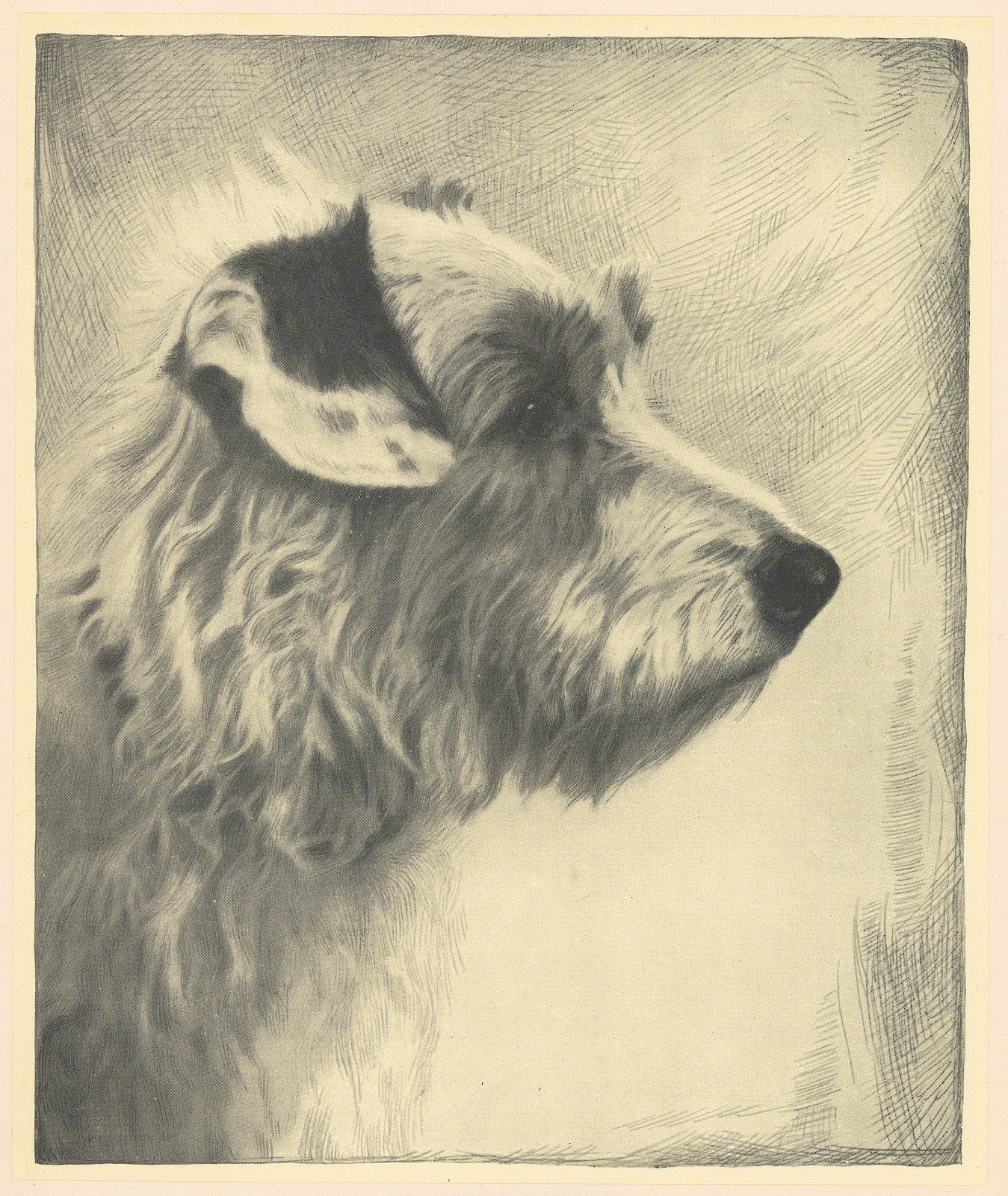 Malcolm Nicholson, Dog - Sealyham terrier, 1935