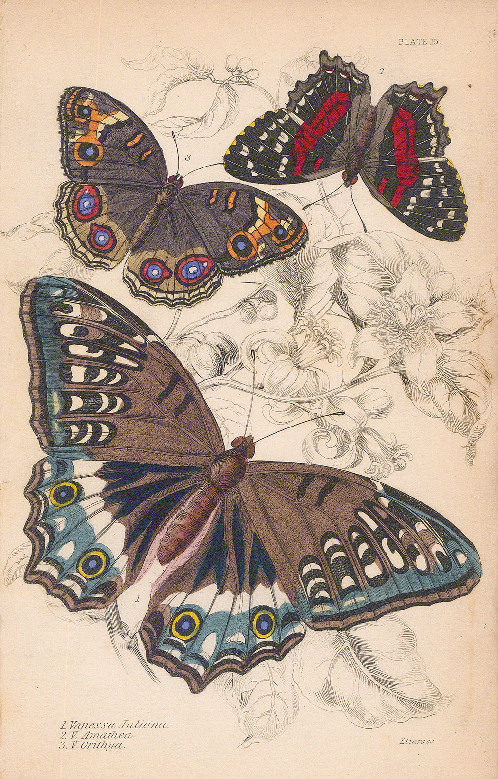 Sir William Jardine, Butterflies - Blue Admiral, Red peacock and Blue Pansy, 1837