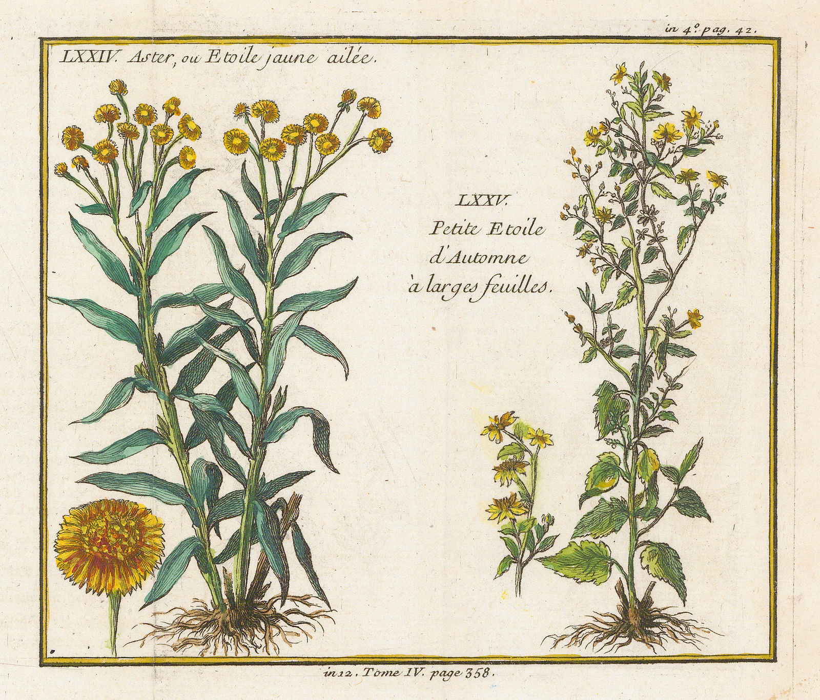 Nicholas Bellin, Yellow Aster and Autumn Star, 1753