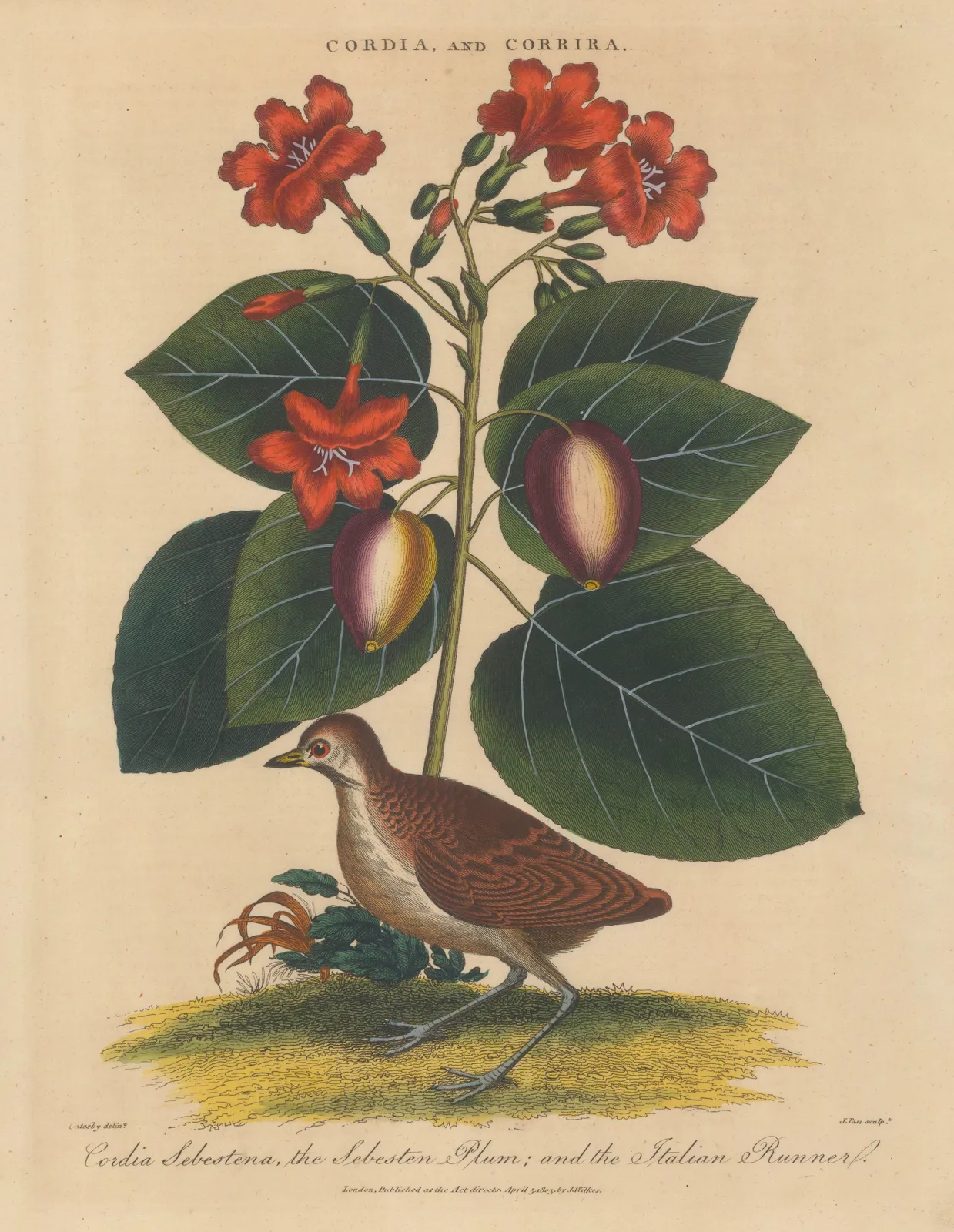 John Wilkes, Plum - Assyrian Plum and Buttonquail, 1810